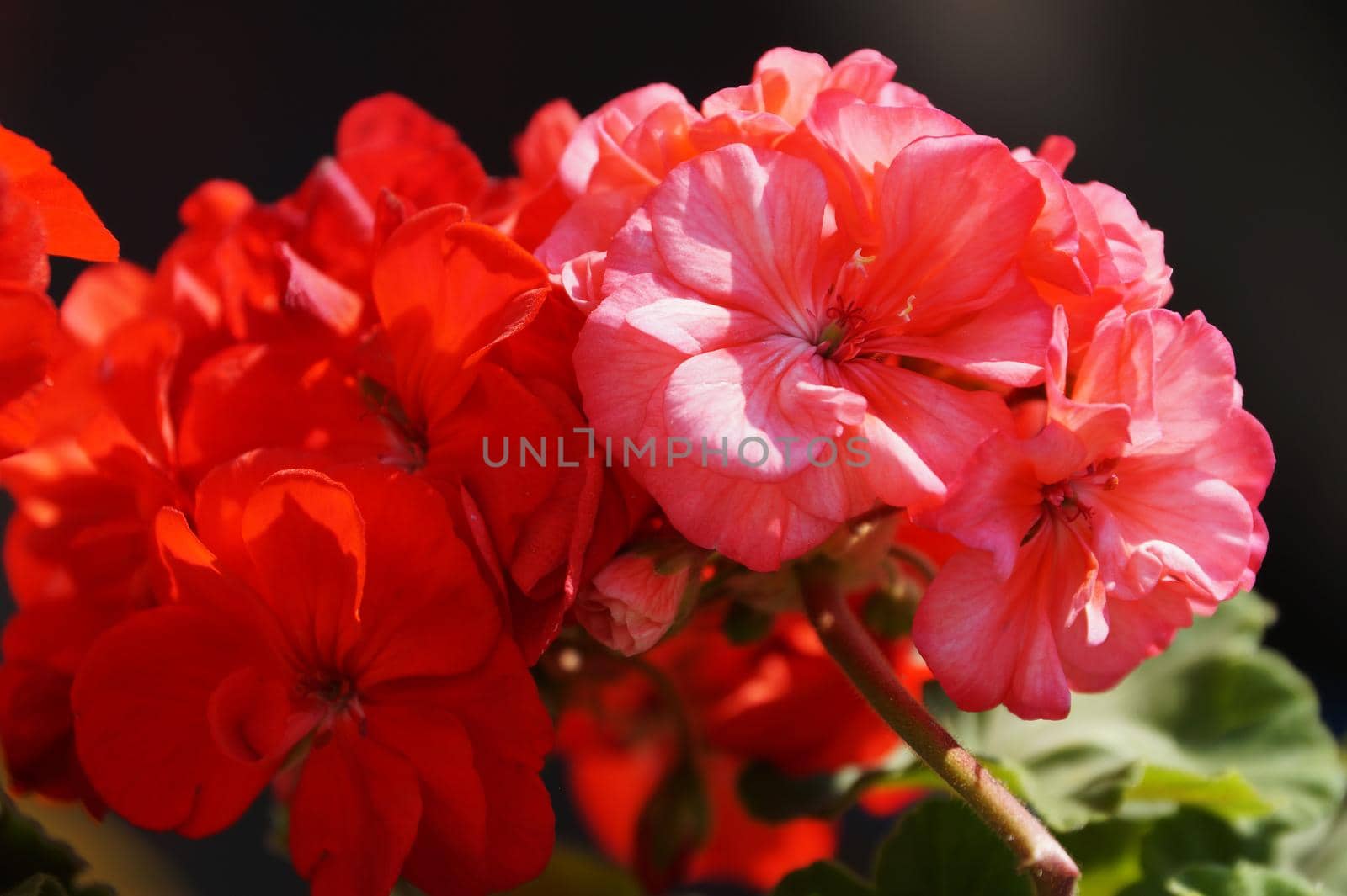 red geranium flowers close up in sunlight by Annado