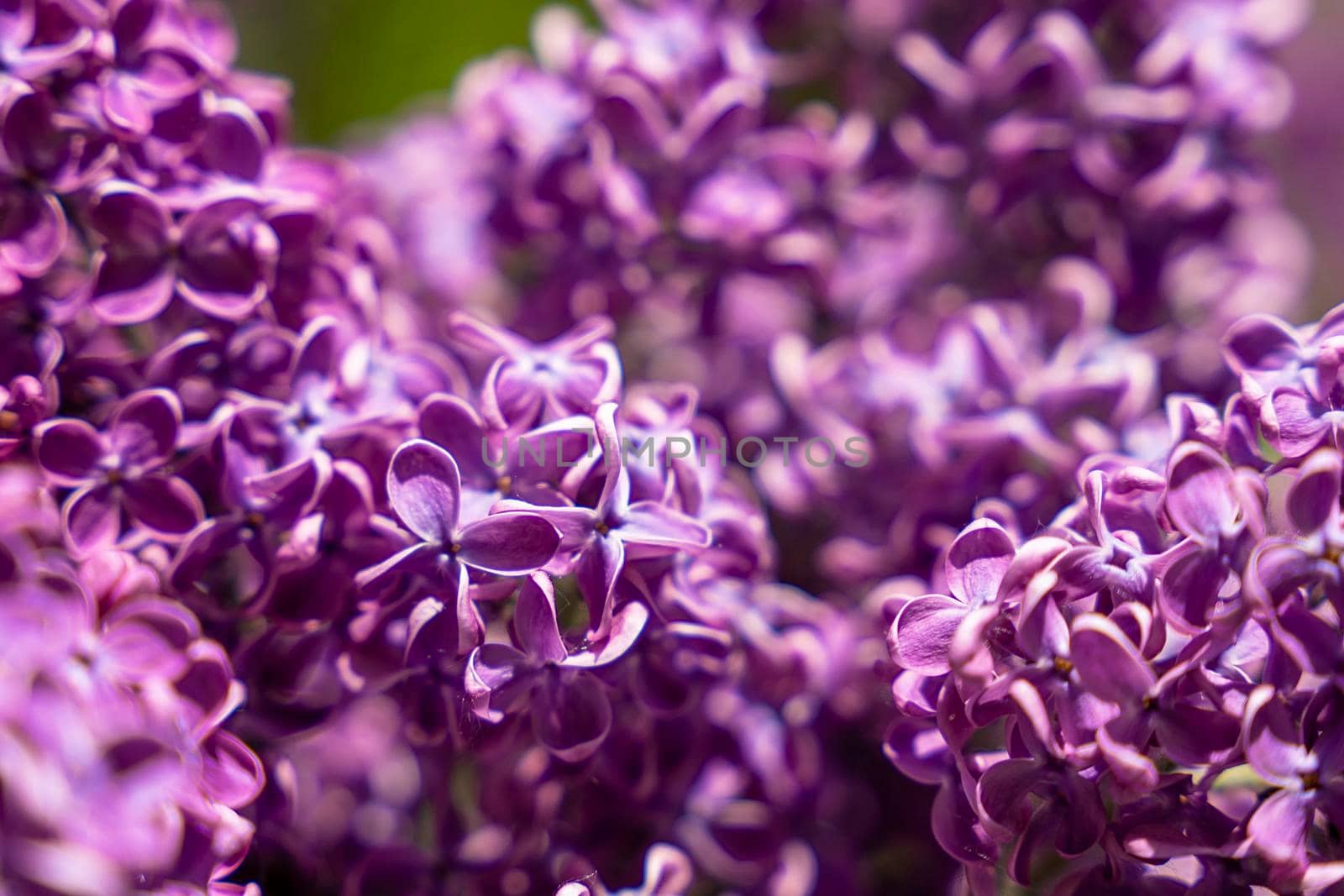 lovely fresh branches of lilac flowers close-up. natural spring background, soft selective focus. A branch of blooming purple lilac close-up.