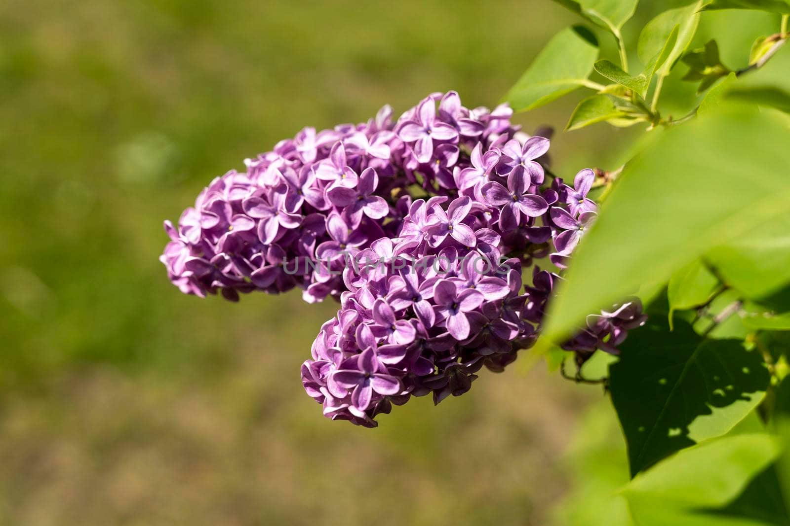 lovely fresh branches of lilac flowers on a background of green leaves by audiznam2609