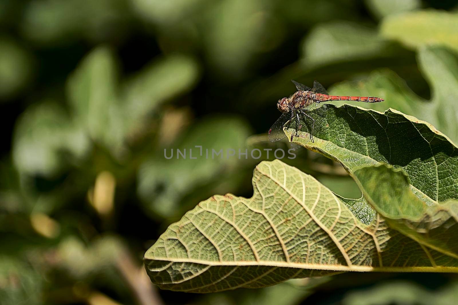 A small dragonfly on fig leaf. Macro by raul_ruiz