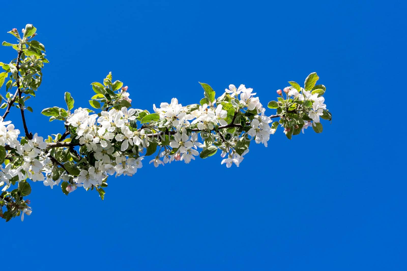 white cherry blossoms on a tree under clear blue sky in sunny weather by audiznam2609