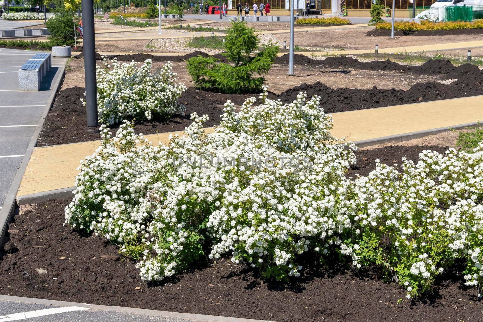 planting of plants, flowers, bushes in the city square. landscaping of the city park. improvement of the city. municipal services