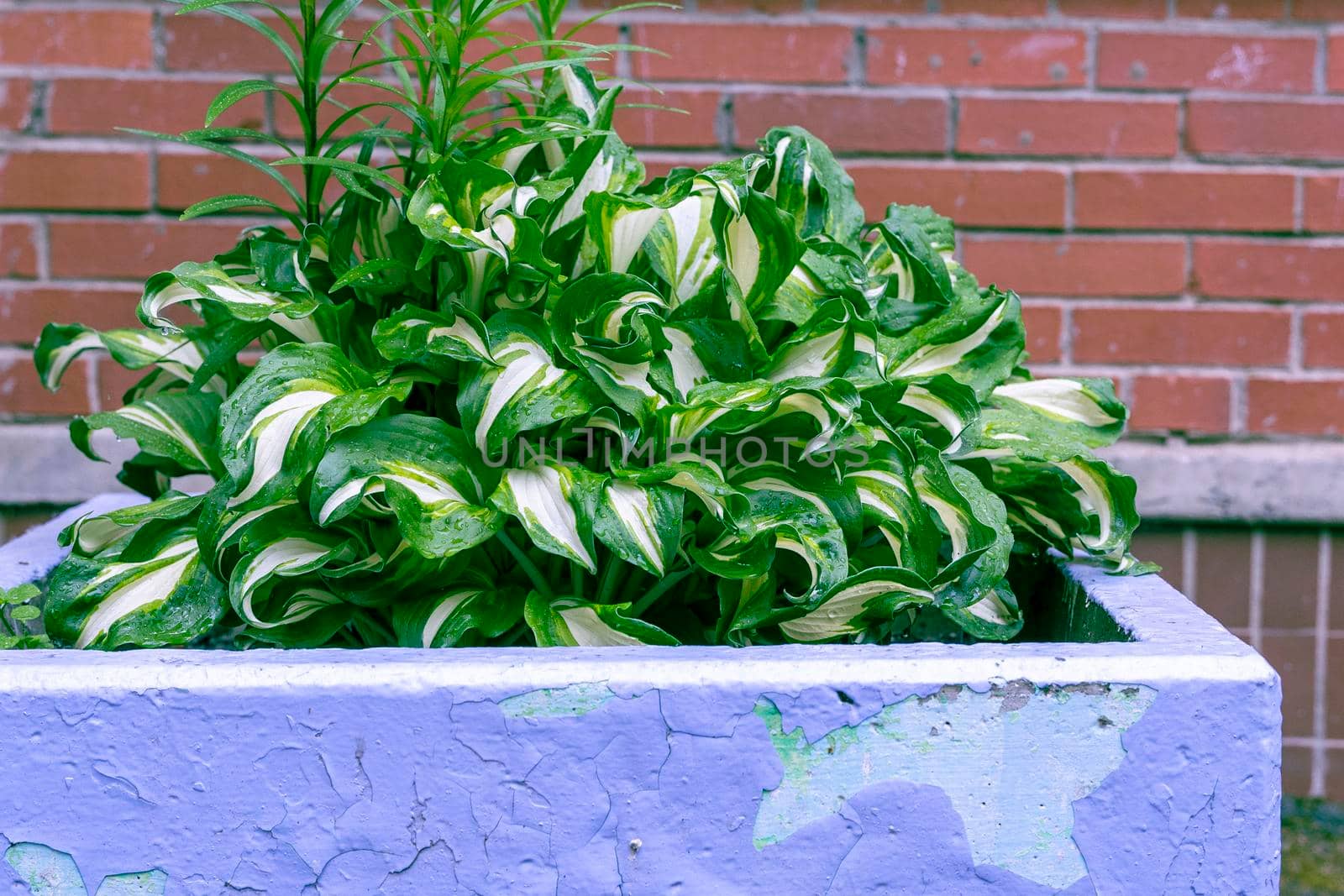 green fresh hosta with raindrops in a large concrete flowerbed pot in the yard. fresh green foliage Hosts after the rain on the background of a brick wall.