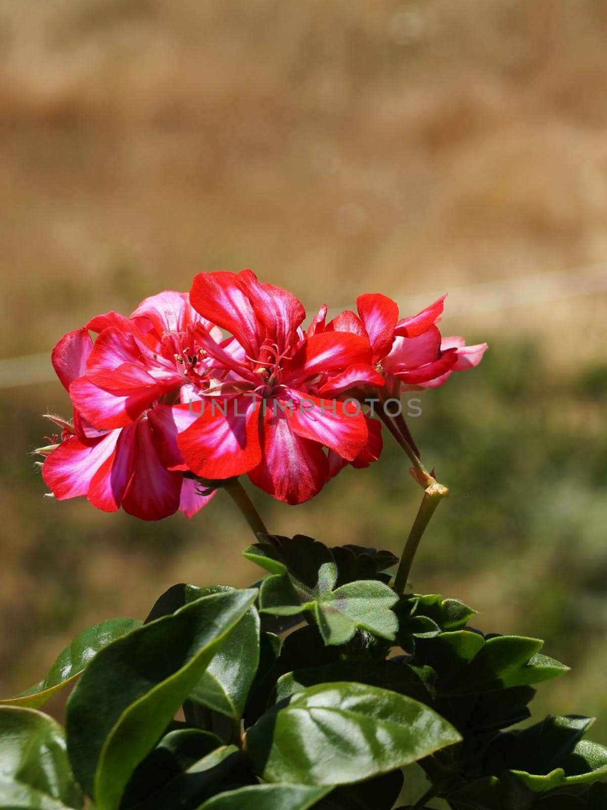 pink pelargonium flowers close up in sunlight by Annado