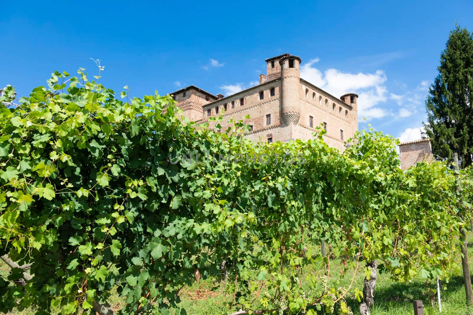 Vineyard in Piedmont Region, Italy, with Grinzane Cavour castle in the background. The Langhe is the wine district of Barolo wine.