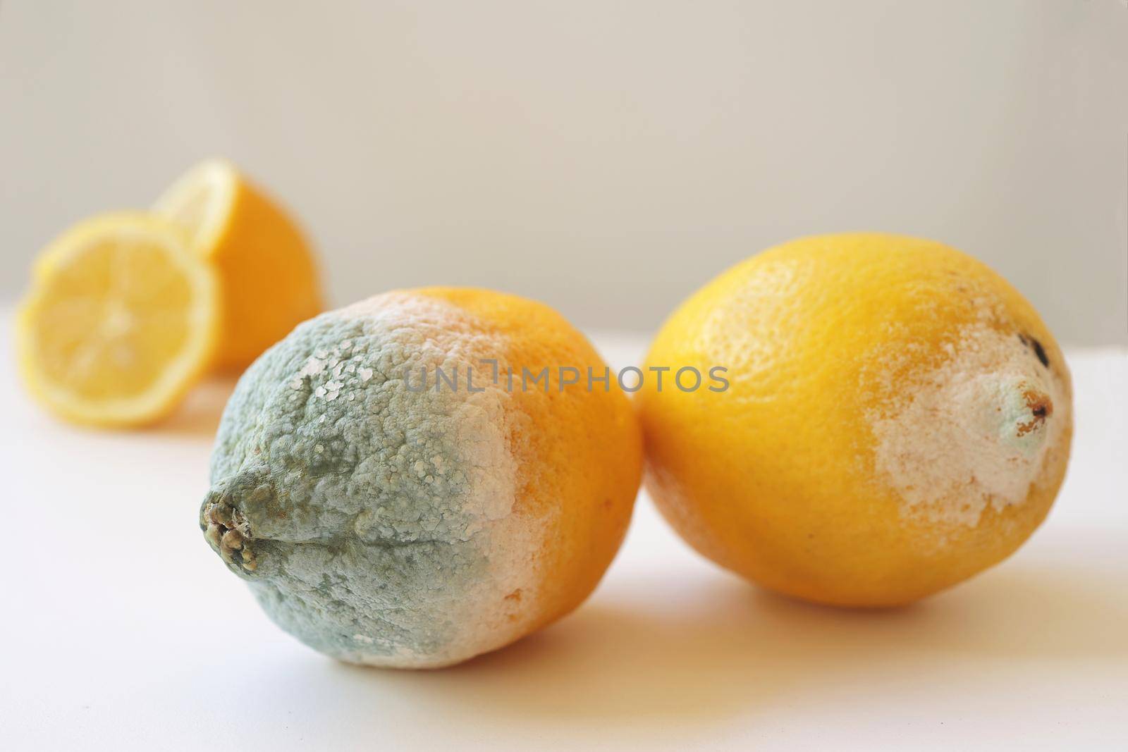 Two moldy lemons in varying degrees of spoilage. Lemon with mold and fresh lemon on a white background. Moldy lemon. Green moldy lemon. Spoiled lemon with mold. by Proxima13
