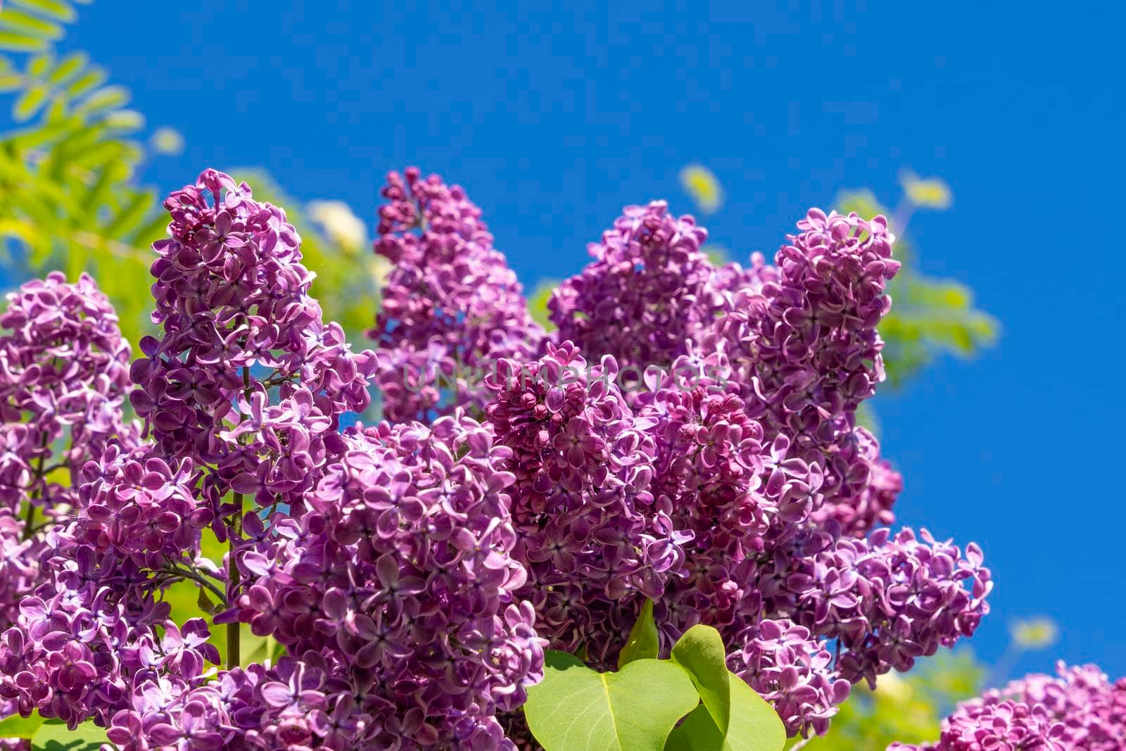 lovely fresh branches of lilac flowers on a background of blue sky and green leaves. natural spring background, soft selective focus. A branch of blooming purple lilac close-up. Beautiful greeting card