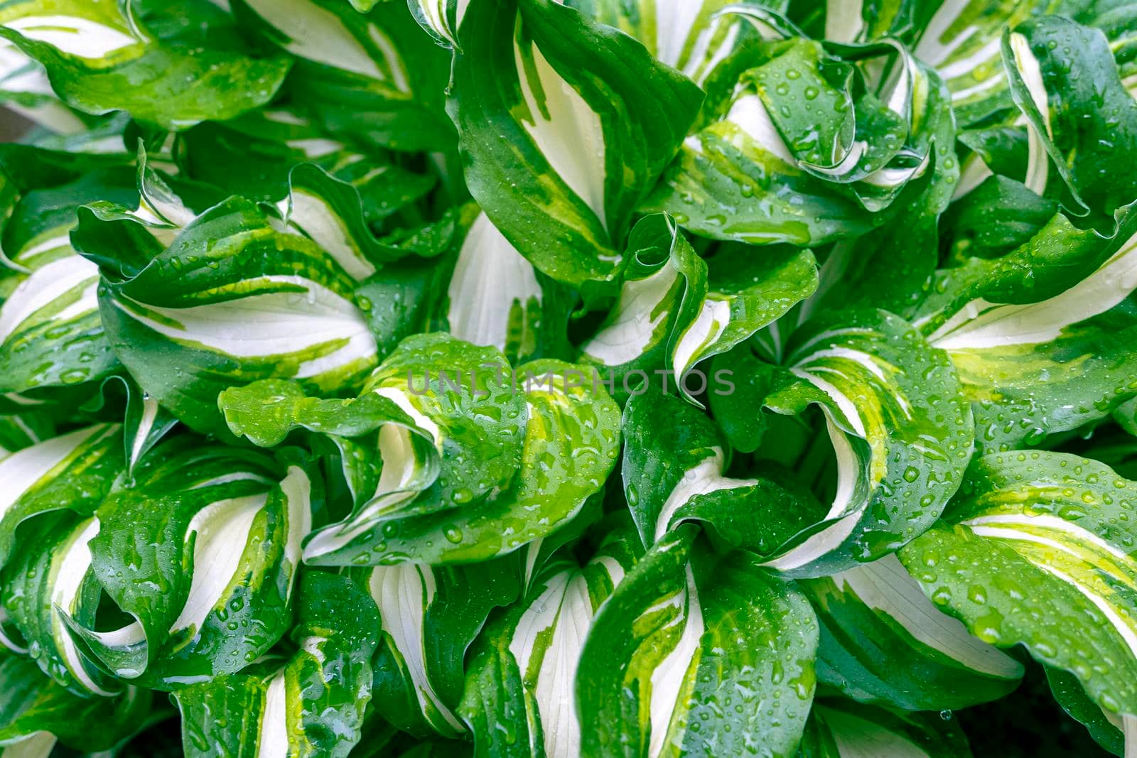 Background texture of green fresh Hosta leaves with raindrops. Natural natural background of fresh green foliage Hosts after rain.