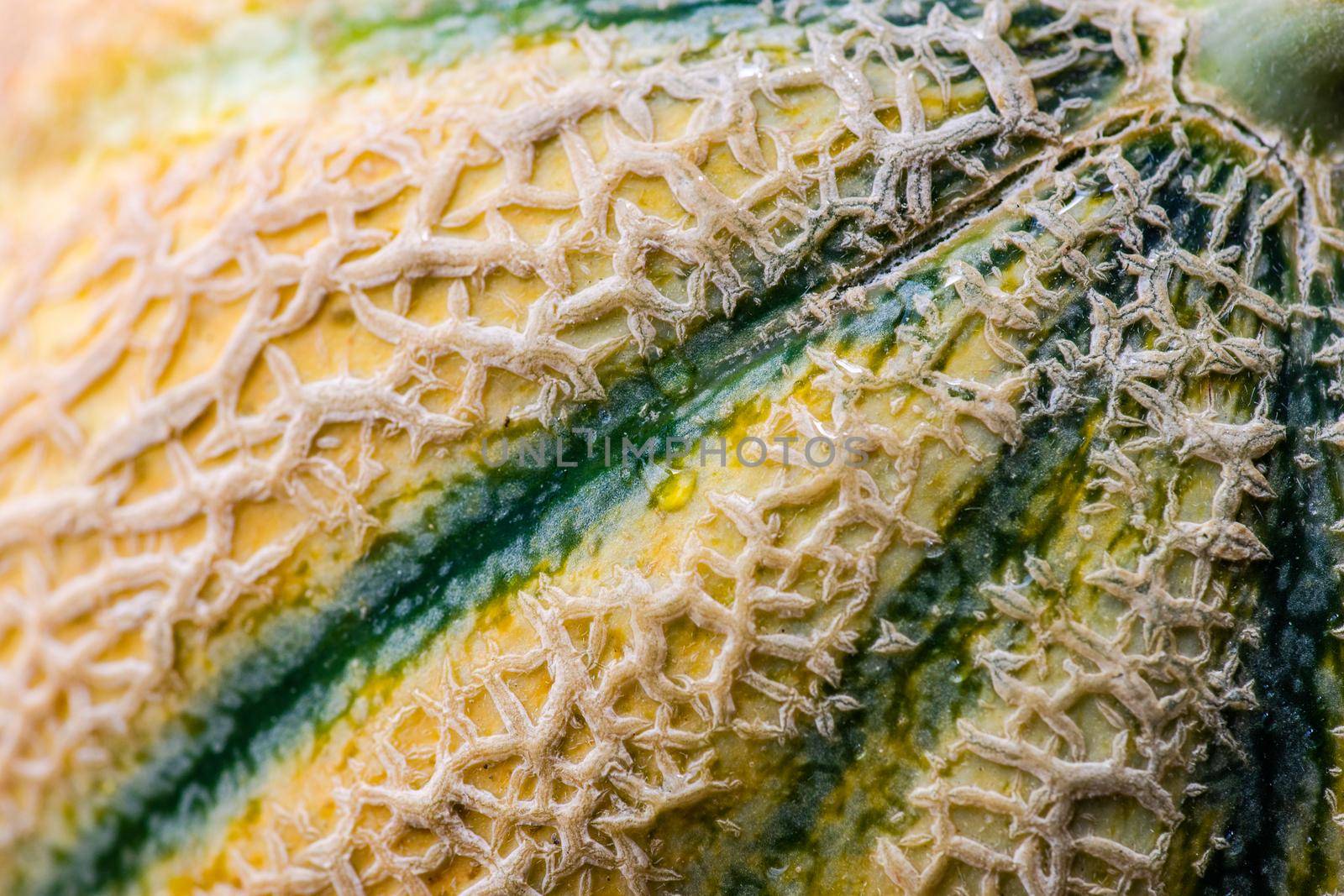 Textured fresh and ripe cantaloupe melons on concrete background