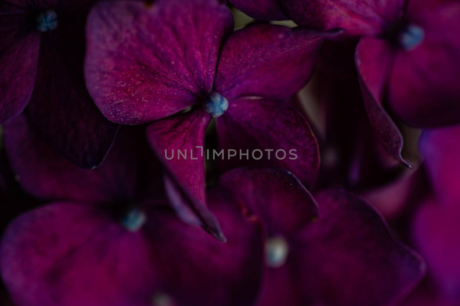 Close up of purple hydrangea flowers