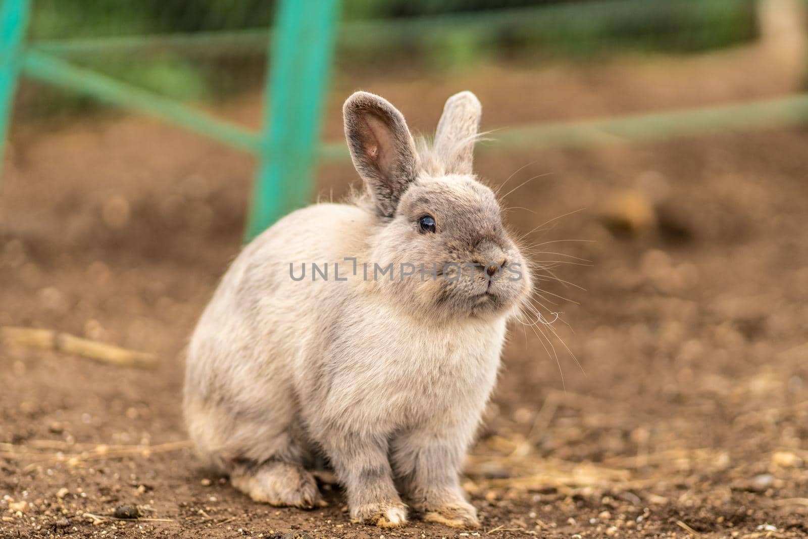 Rabbit light fluffy background cute small pet nature mammal animal, concept farm beautiful for sweet and summer spring, sun funny. Wildlife meadow sunny,