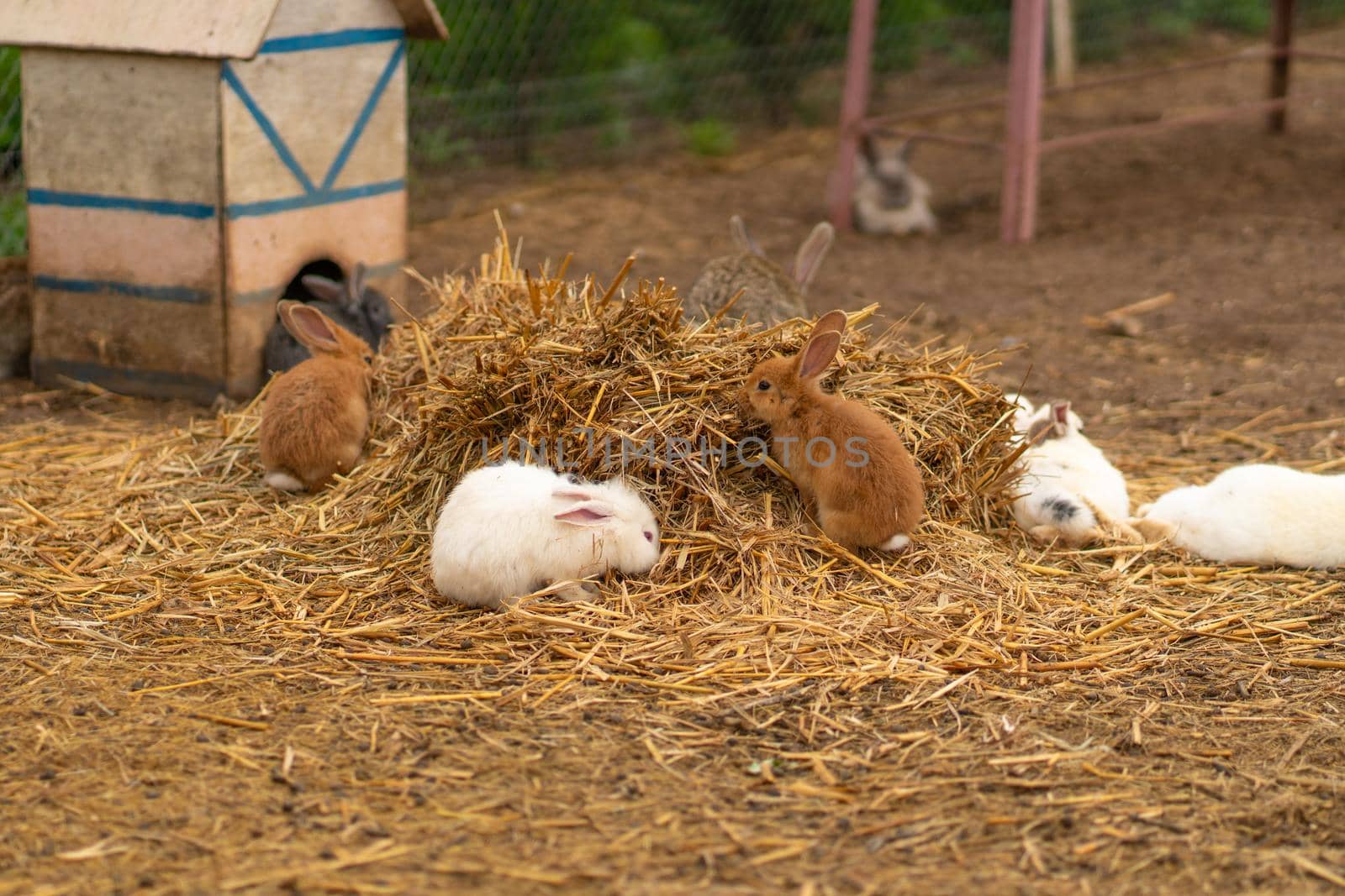 Rabbit easter bunny nature white brown background fluffy healthy group, from young natural for summer for domestic grass, animal funny. Isolated ,