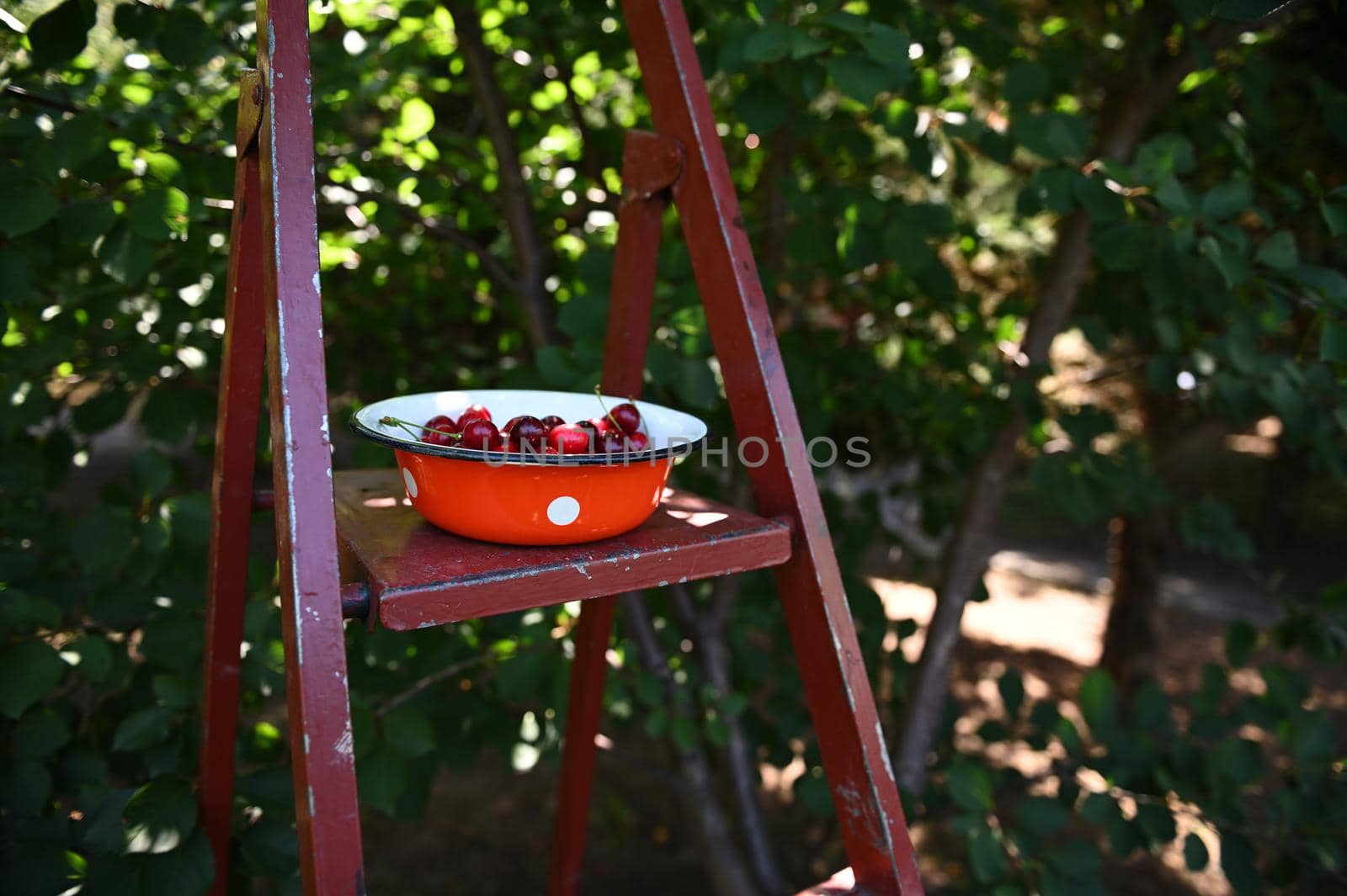 Close-up. Still life. Vintage enamel red bowl with white dots, full of freshly picked ripe cherries, standing on metal ladder in cherry orchard. Copy space. Seasonal harvesting. Harvest time at summer
