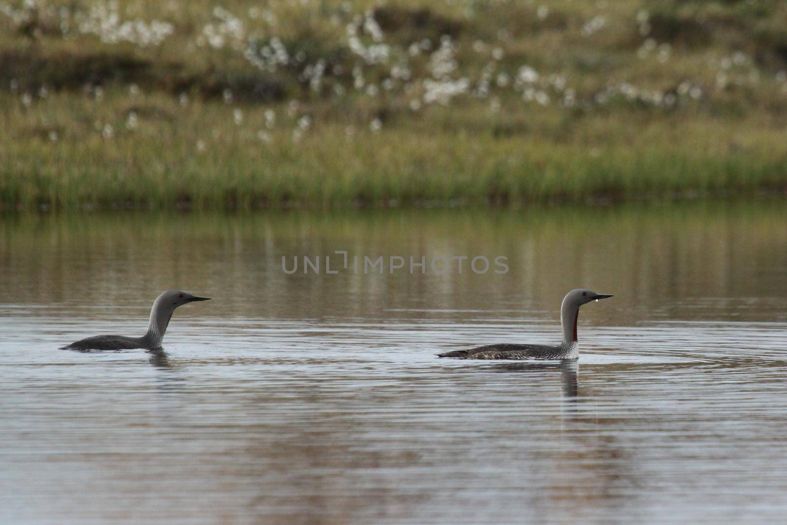 Red-throated loon swimming in blue arctic waters with tundra grass in the background by Granchinho