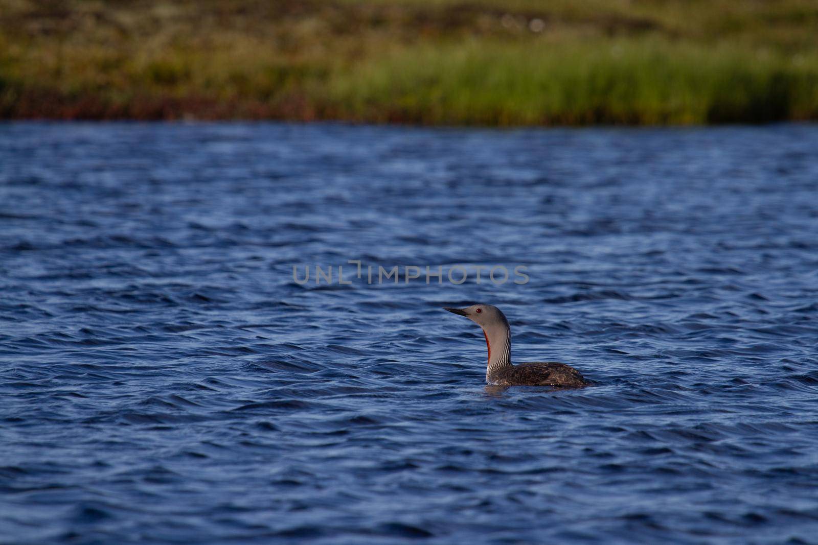 Red-throated loon swimming in blue arctic waters with tundra grass in the background by Granchinho