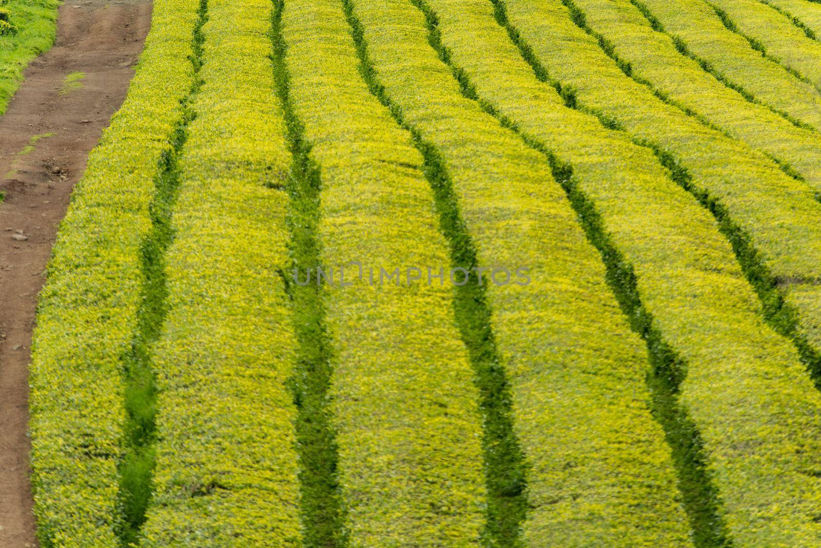 Gorreana Tea Plantation in Sao Miguel Island, Azores, Portugal. Tea fields surrounded by green landscape. Overcast sky. Tea cultivation. Atlantic ocean in the background.