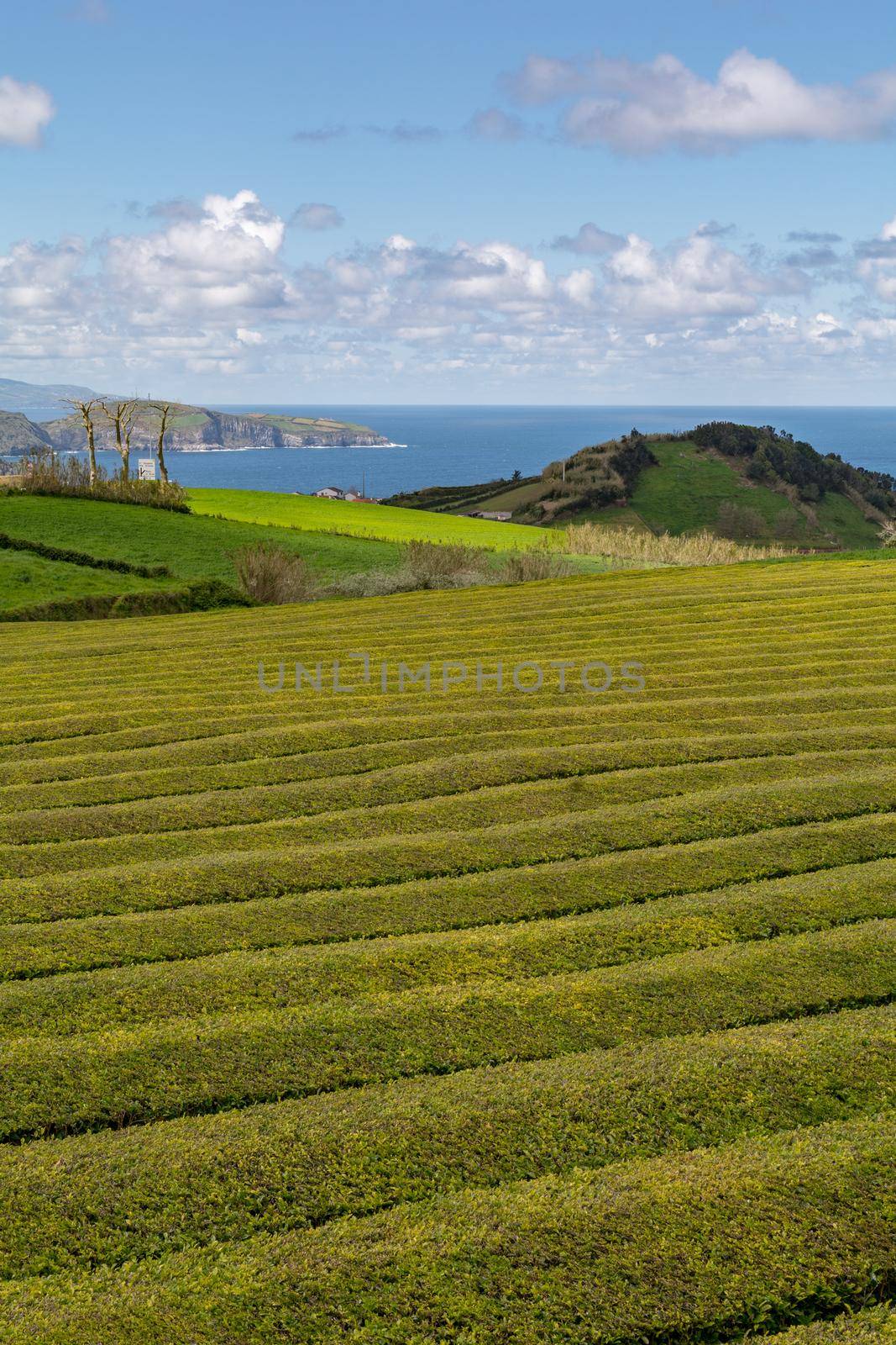 Gorreana Tea Plantation in Sao Miguel Island, Azores, Portugal. Tea fields surrounded by green landscape. Overcast sky. Tea cultivation. Atlantic ocean in the background.
 by martinscphoto