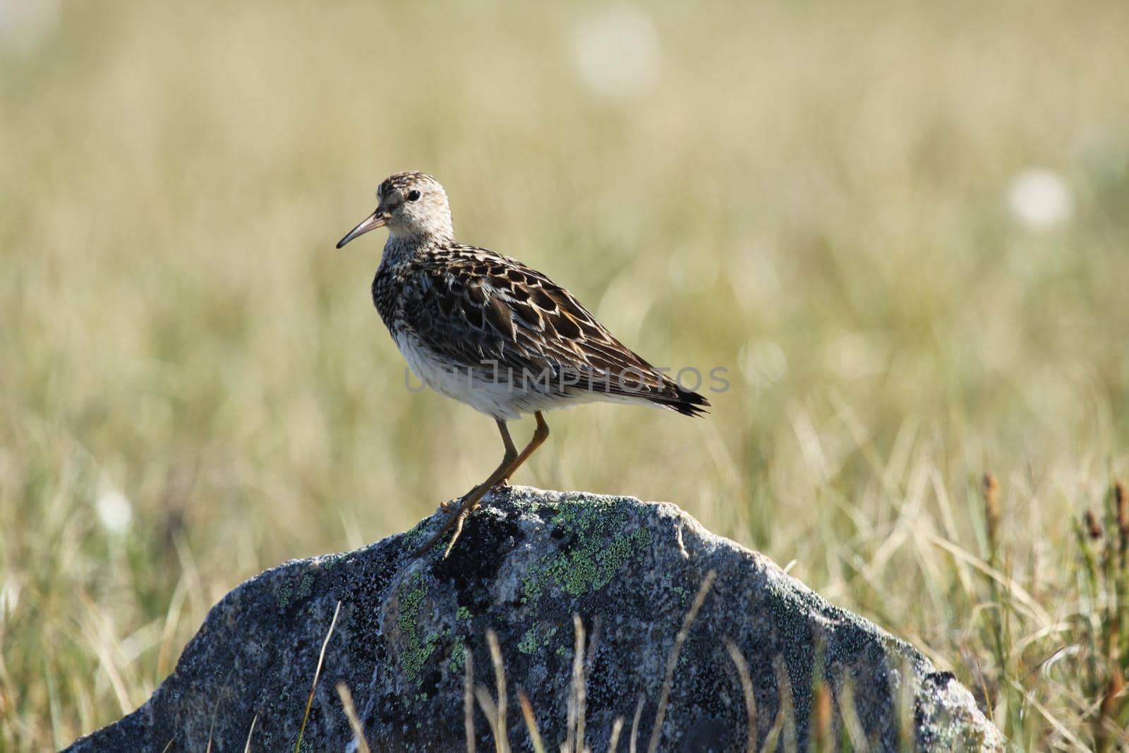 Pectoral sandpiper standing on a rock with tundra grass in the background by Granchinho