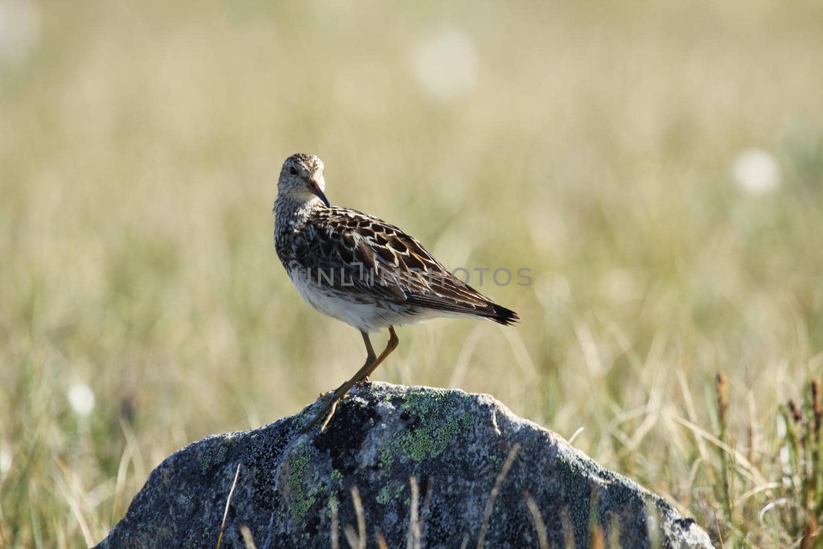 Pectoral sandpiper, Calidris melanotos, standing on a rock with tundra grass in the background, near Pond Inlet Nunavut