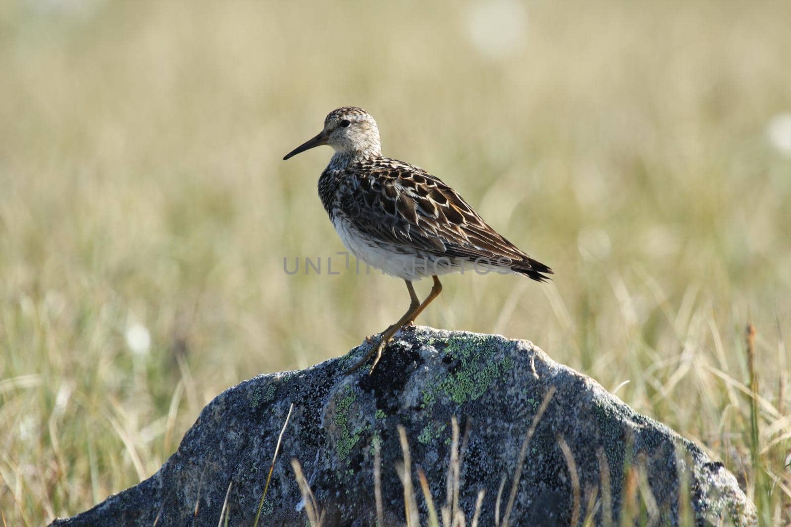 Pectoral sandpiper, Calidris melanotos, standing on a rock with tundra grass in the background, near Pond Inlet Nunavut