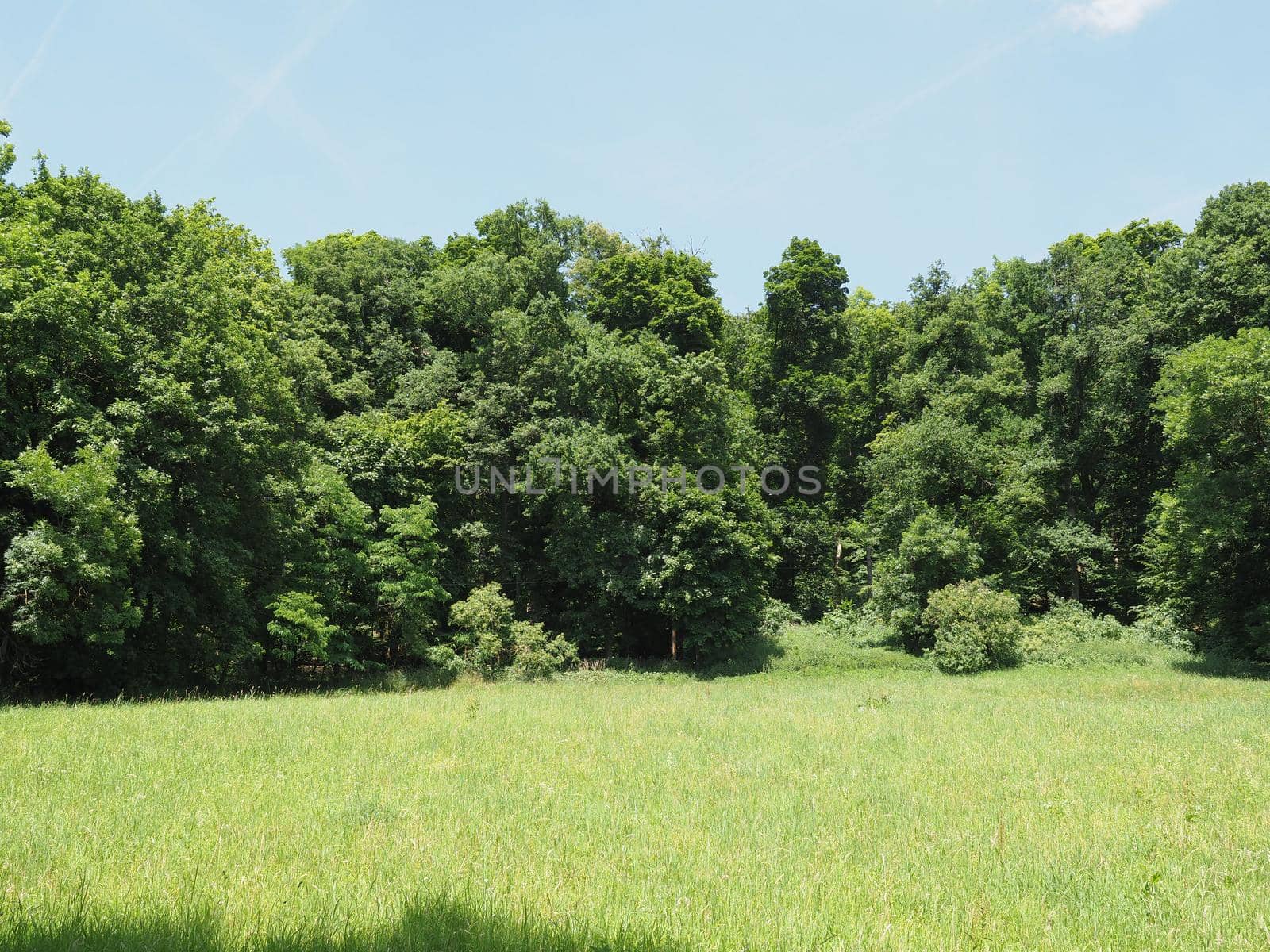 meadow and trees natural background with copy space