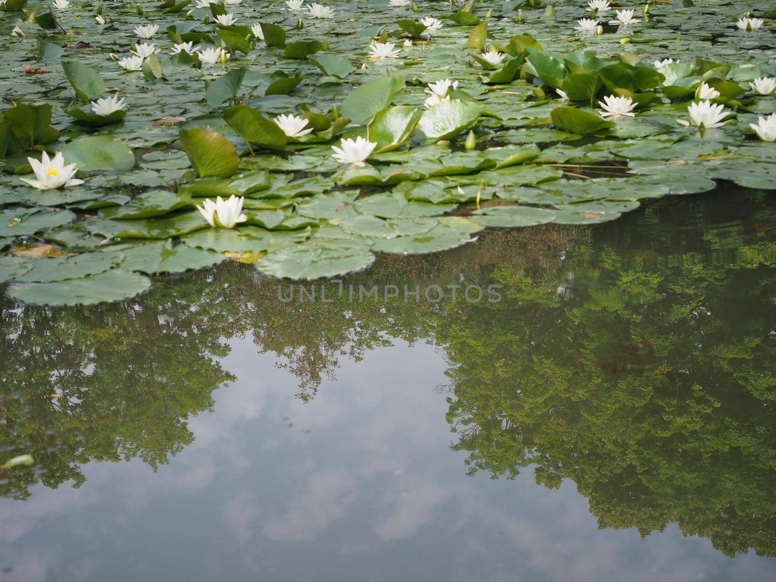 water lily plant scient. name Nymphaea in a pond by claudiodivizia