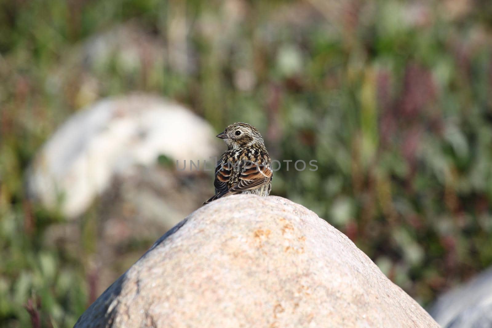 Close-up of a Lapland Longspur, Calcarius Lapponicus, sitting on a rock with arctic tundra with plants in the background, Arviat, Nunavut