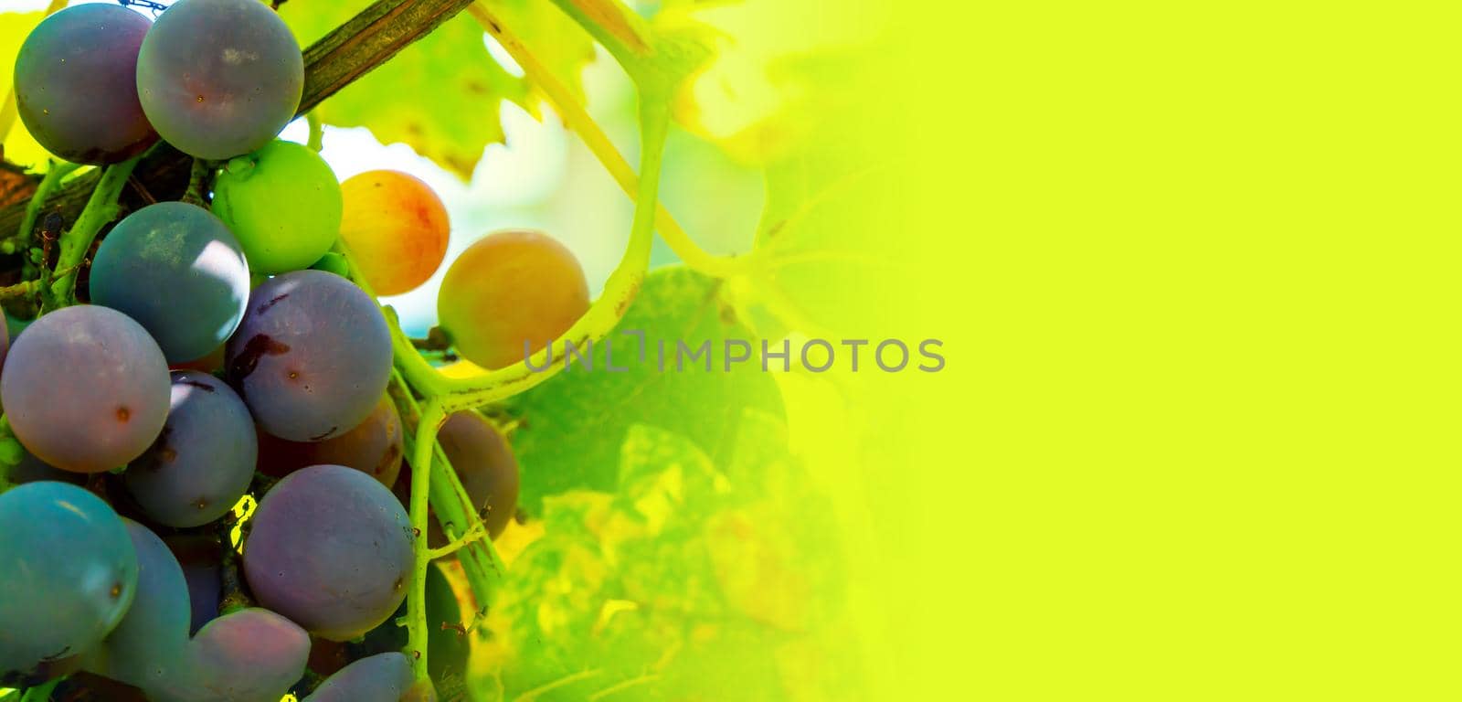 A branch of grape leaves against a clear blue sky. Copy space. . High quality photo