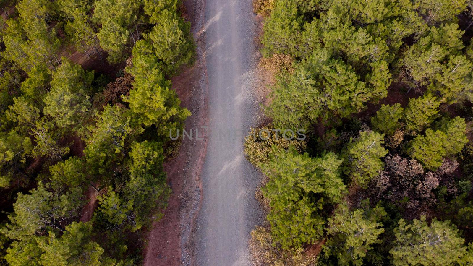 Eskisehir City Forest aerial drone view on pine forest