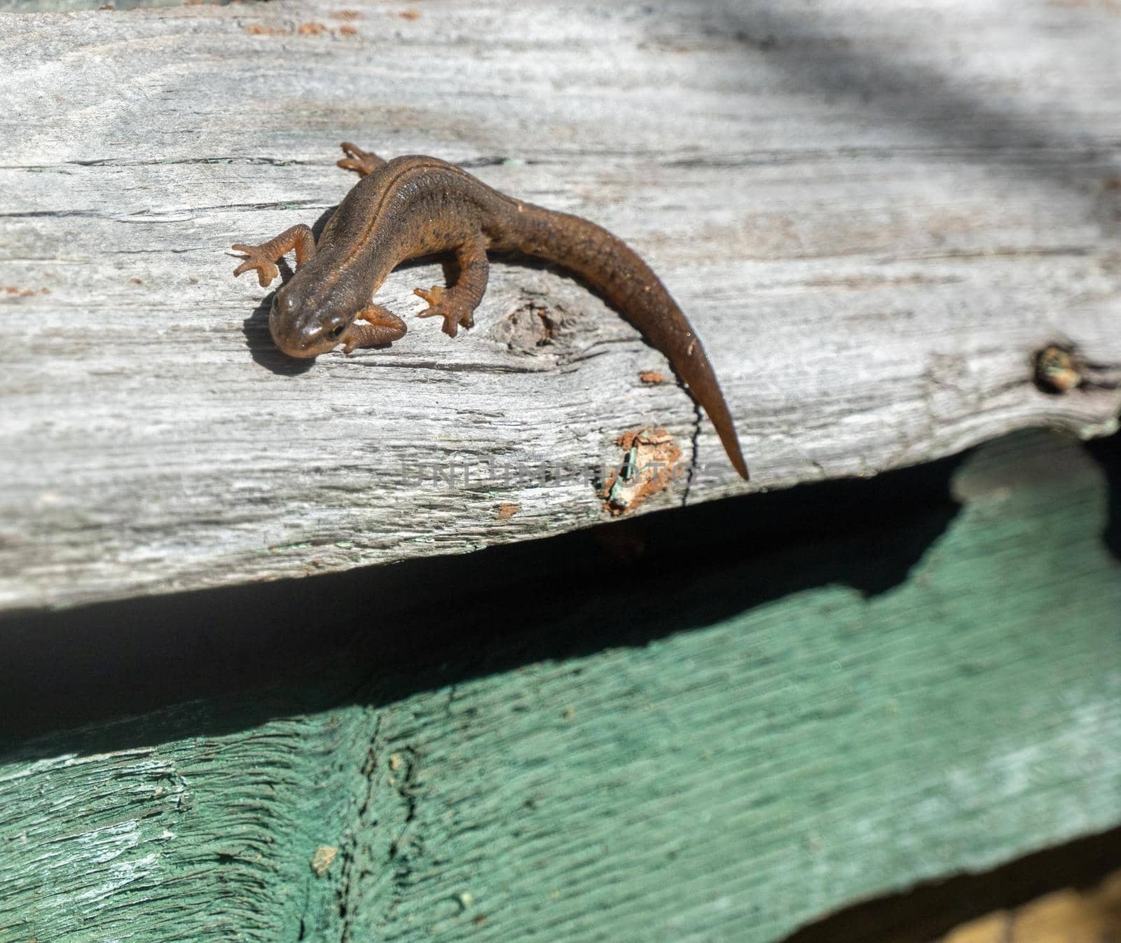 A beautiful brown lizard basks in the sun. Lies on a gray stone. High quality photo