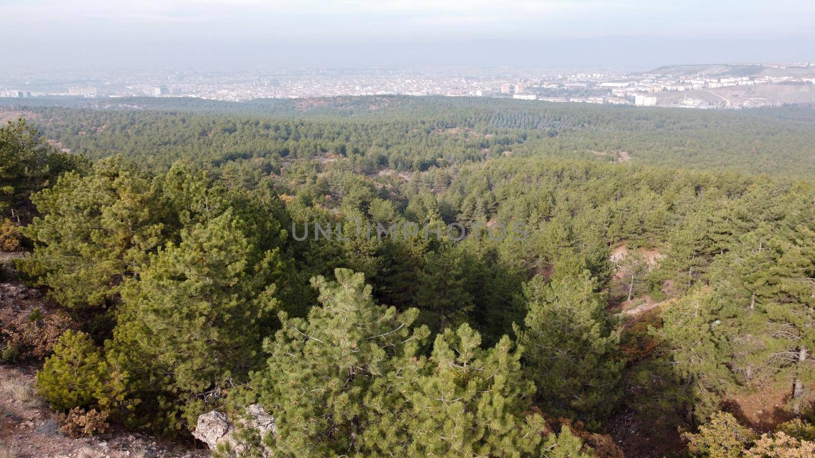 Eskisehir City Forest aerial drone view on pine forest