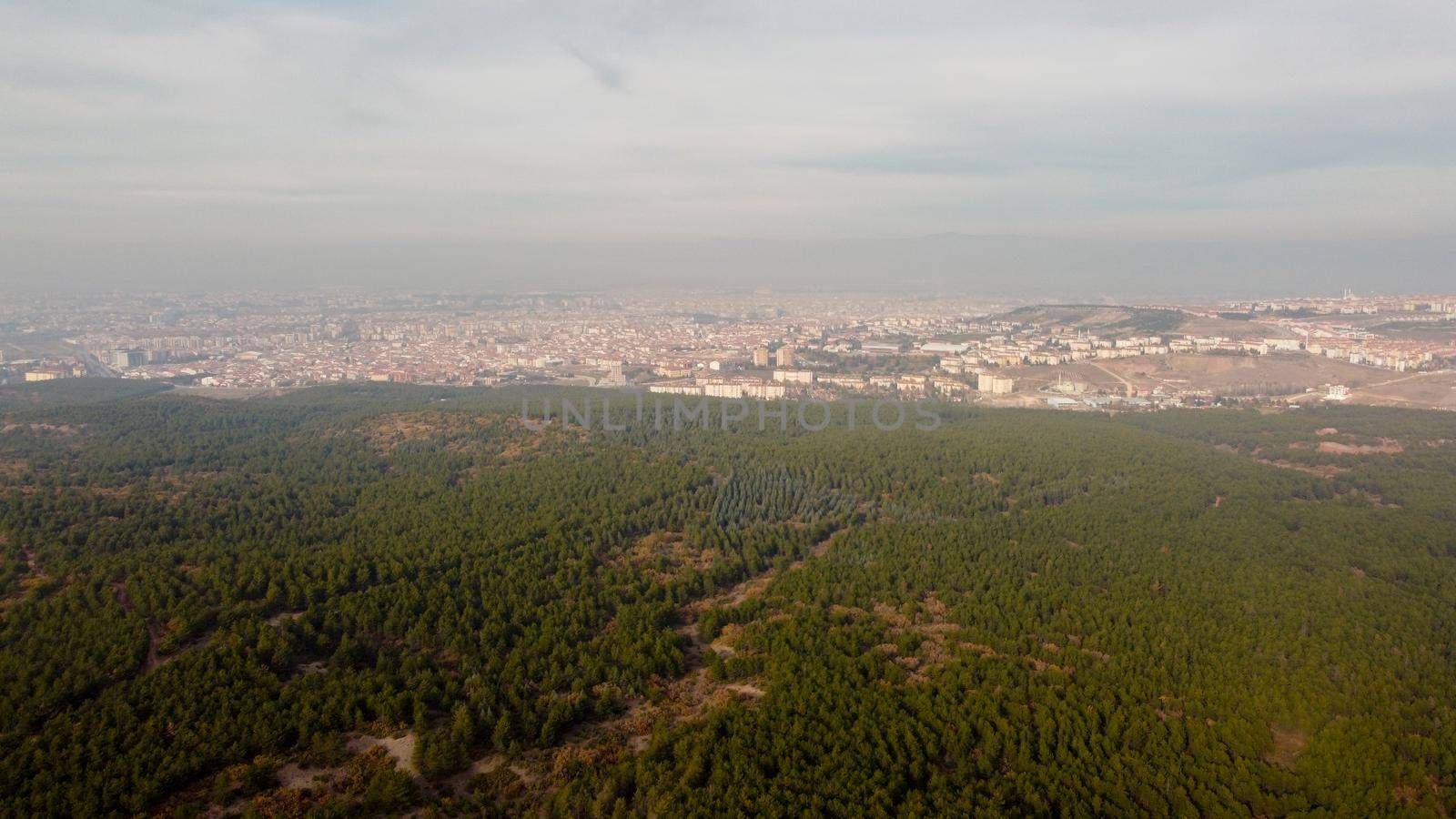 Eskisehir City Forest aerial drone view on pine forest