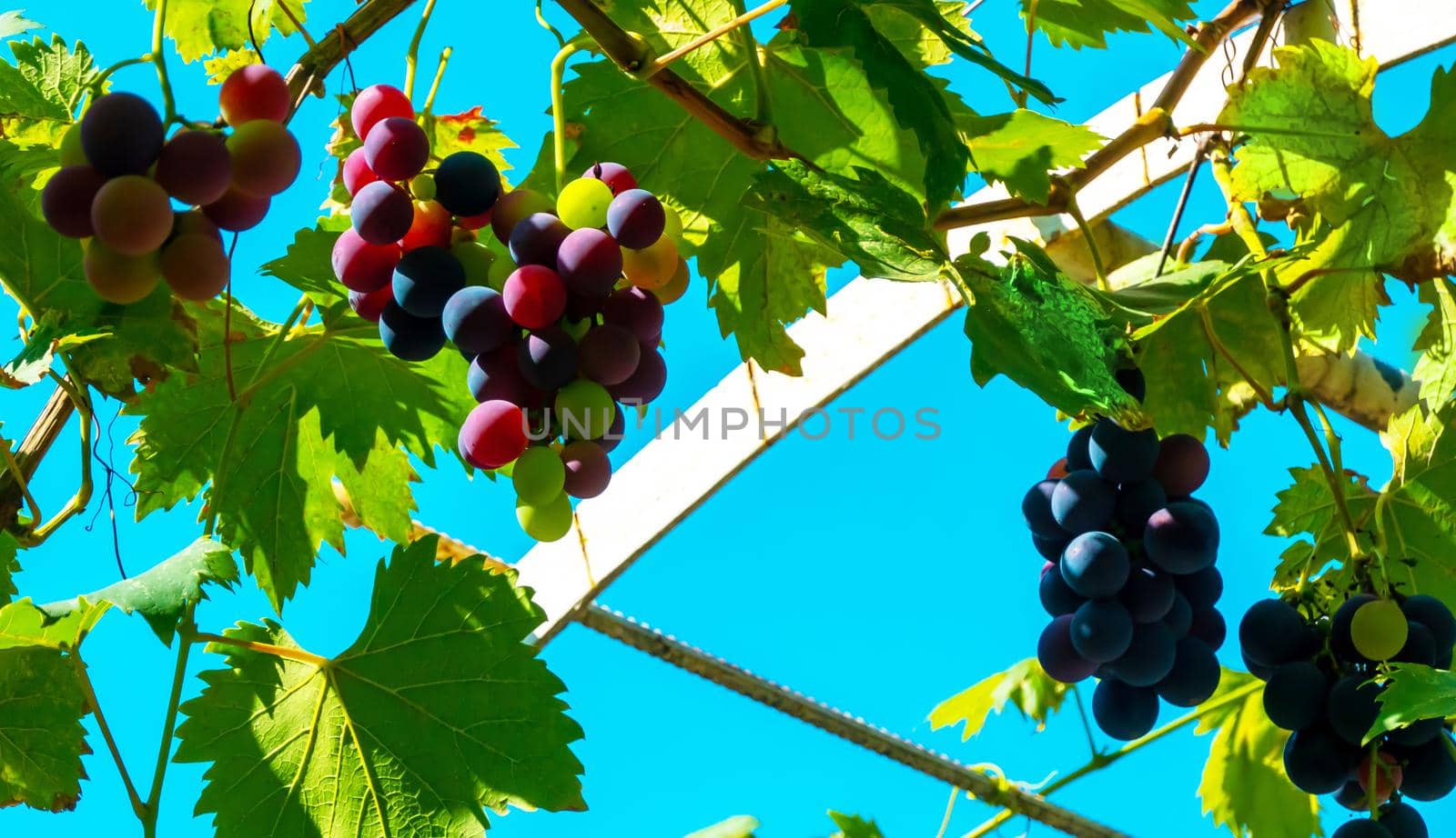 A branch of grape leaves against a clear blue sky. Copy space. . High quality photo
