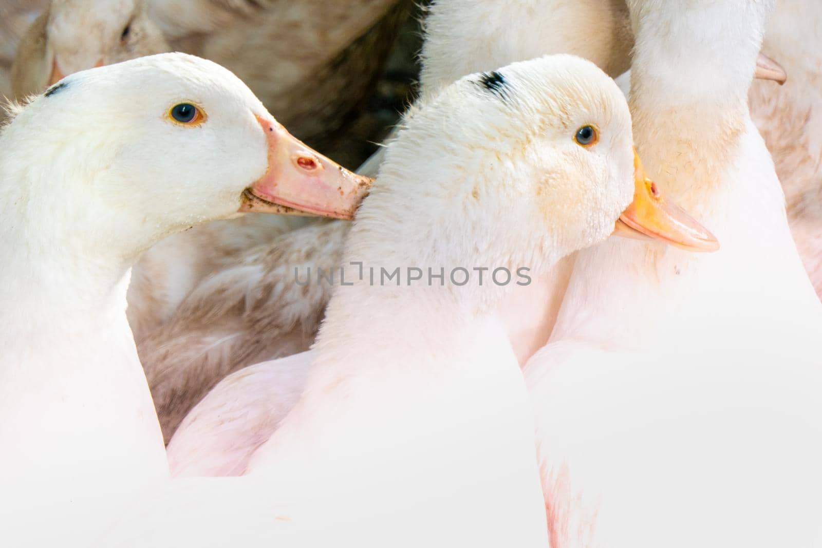 Flock of white domestic geese. Ranch duck Feeding High quality photo