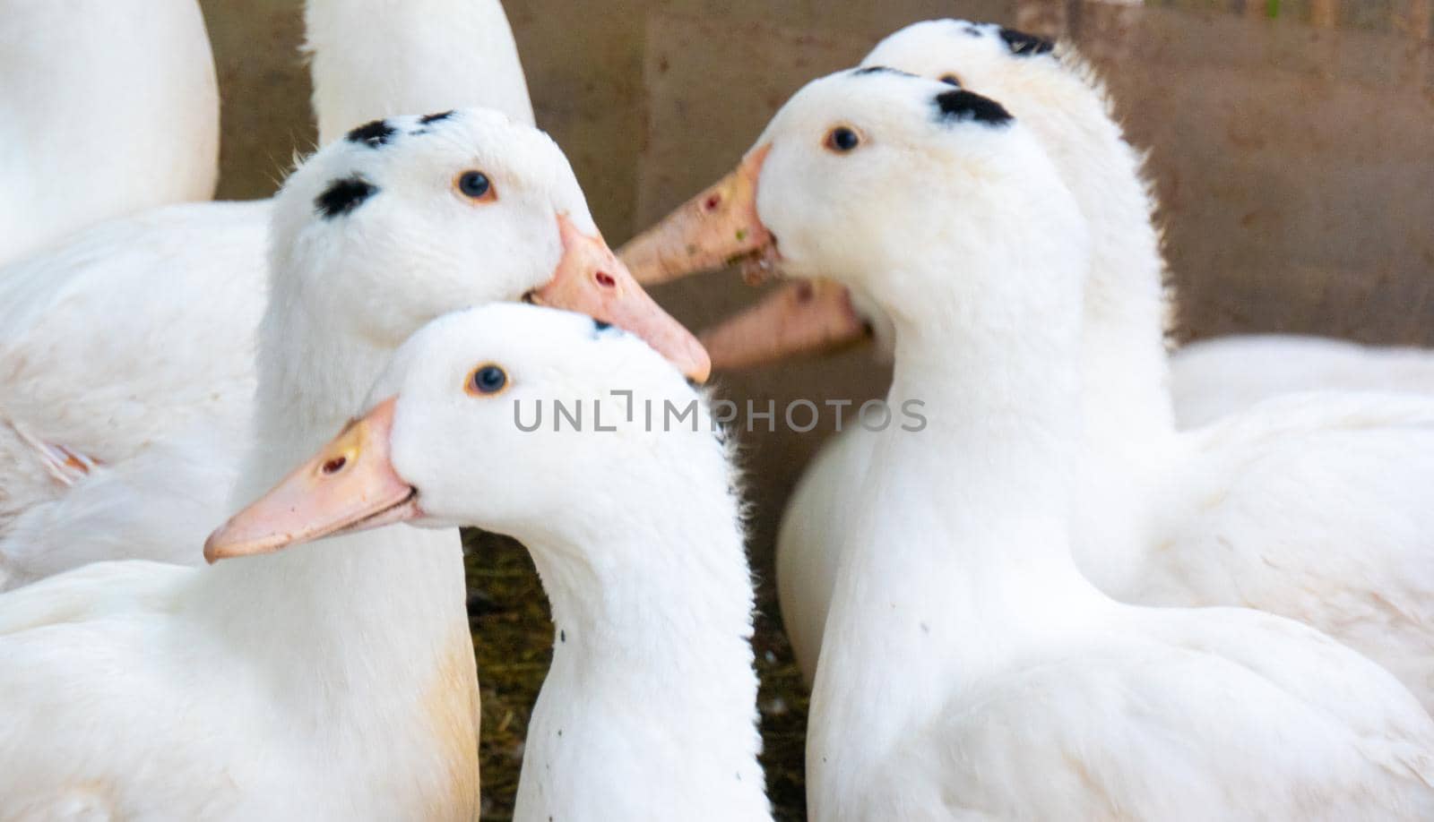 Flock of white domestic geese. Ranch duck Feeding High quality photo