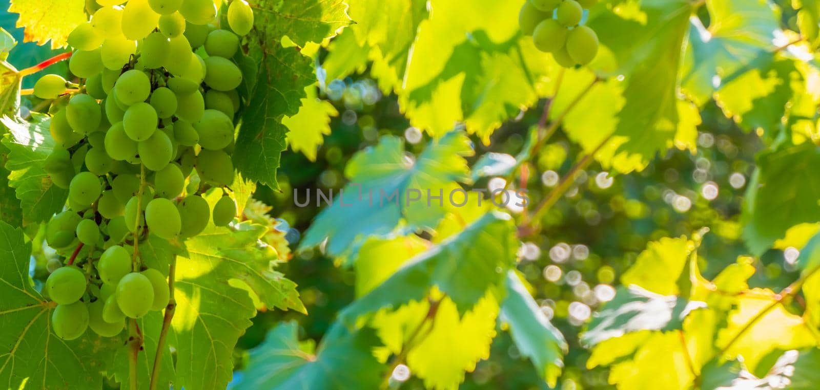 Ripe green grape in vineyard. Grapes green taste sweet growing natural. Green grape on the vine in garden. High quality photo