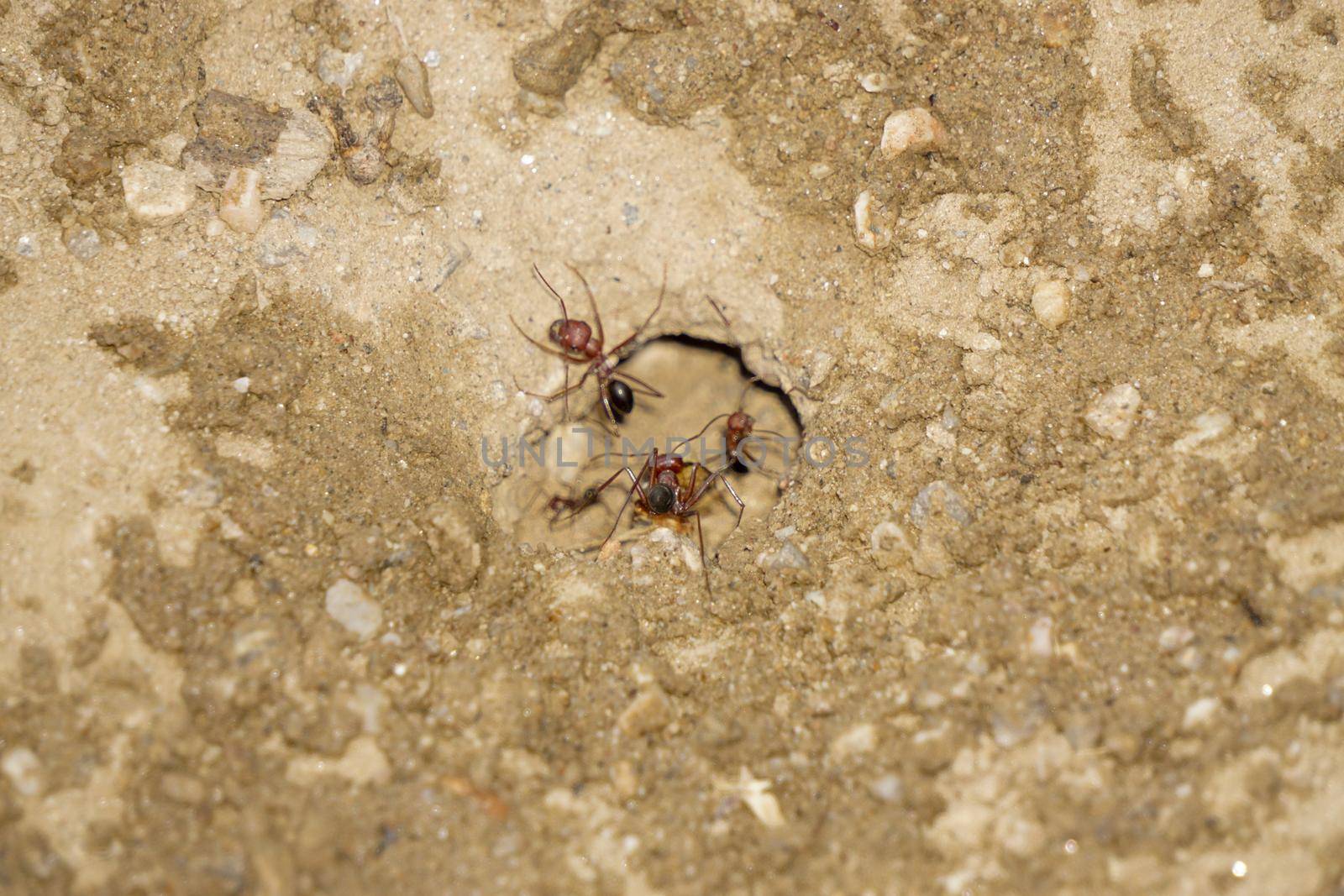 Ant nest close up view