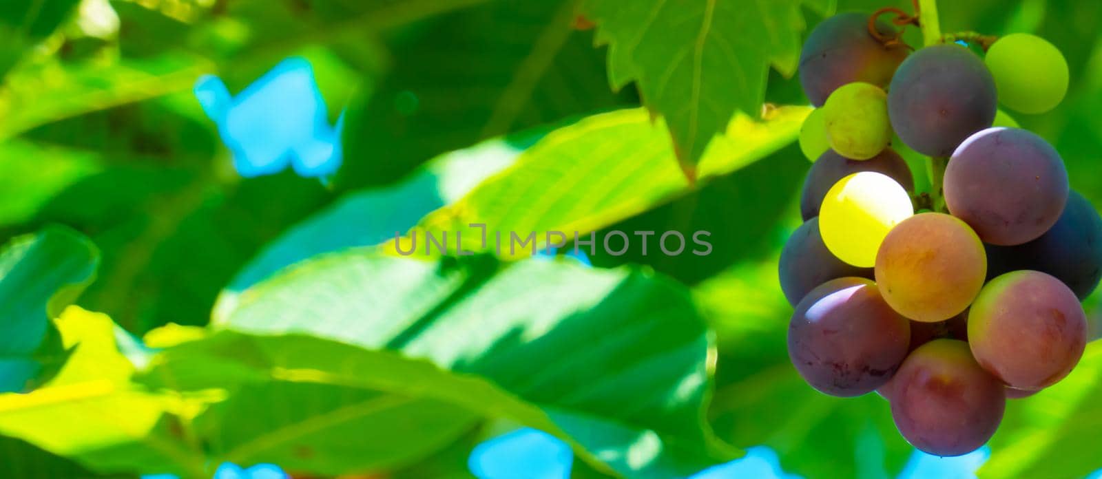 A branch of grape leaves against a clear blue sky. Copy space. . High quality photo