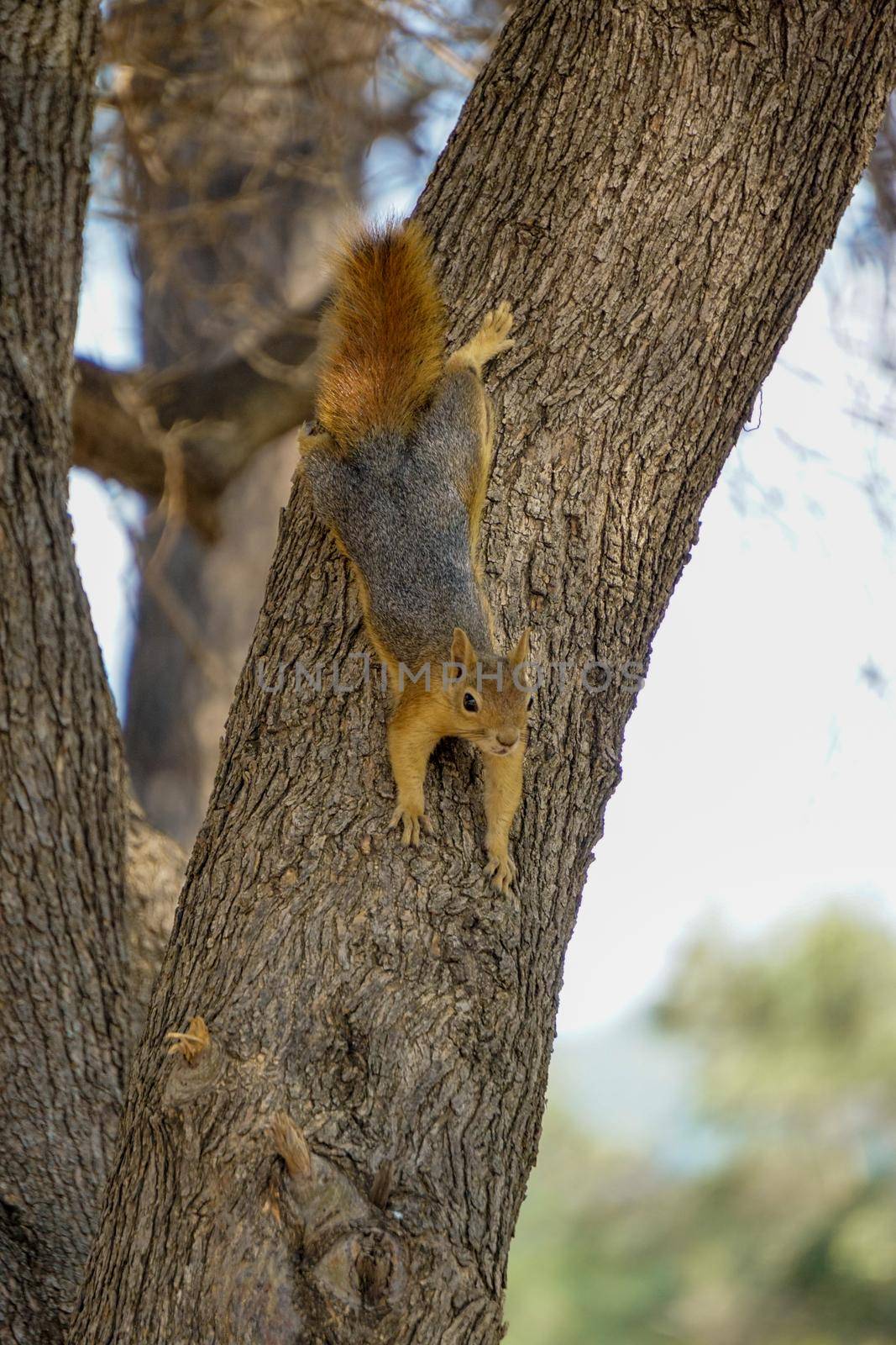 Squirrel on the tree in the nature close up view