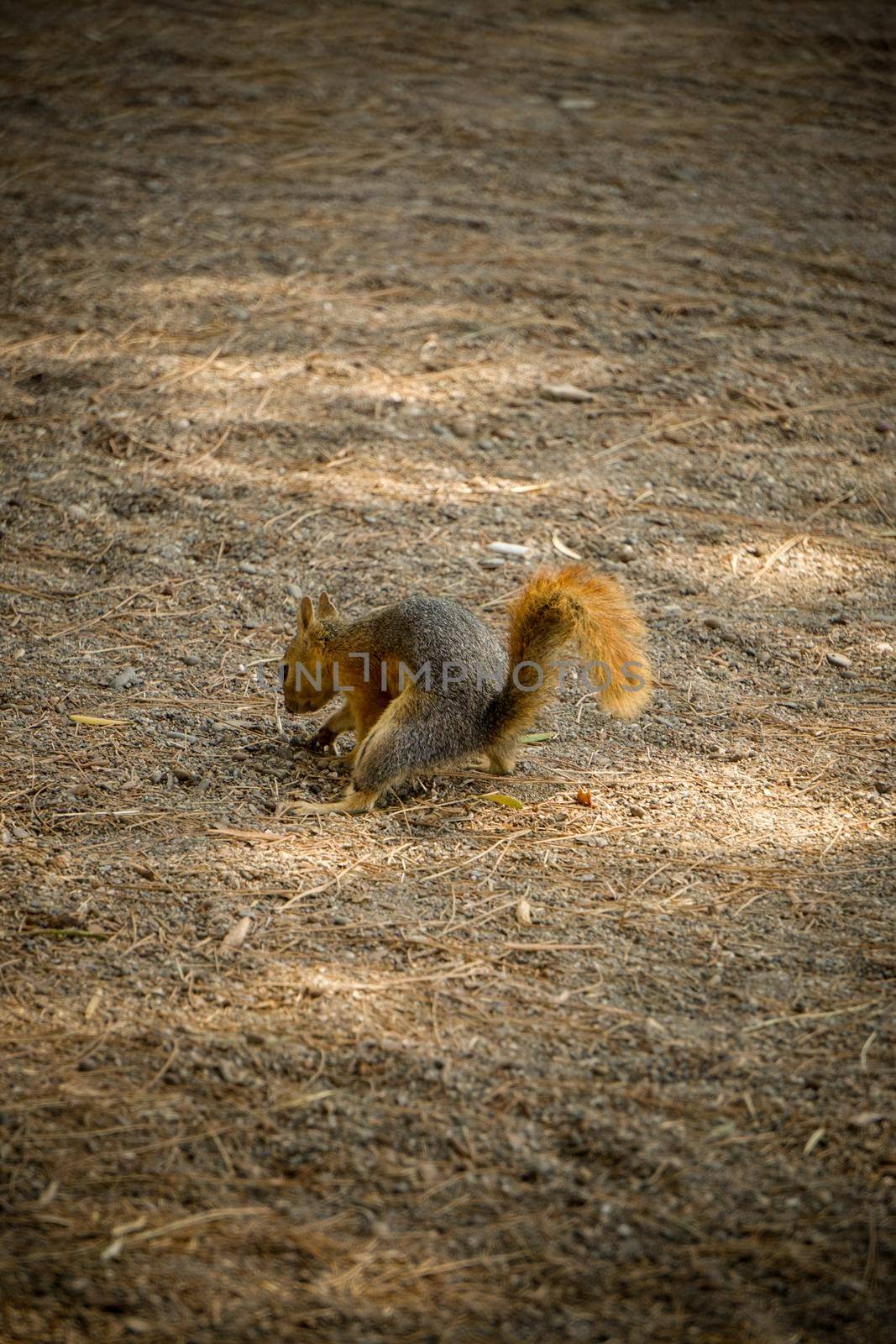 Squirrel bury food into the soil in the nature