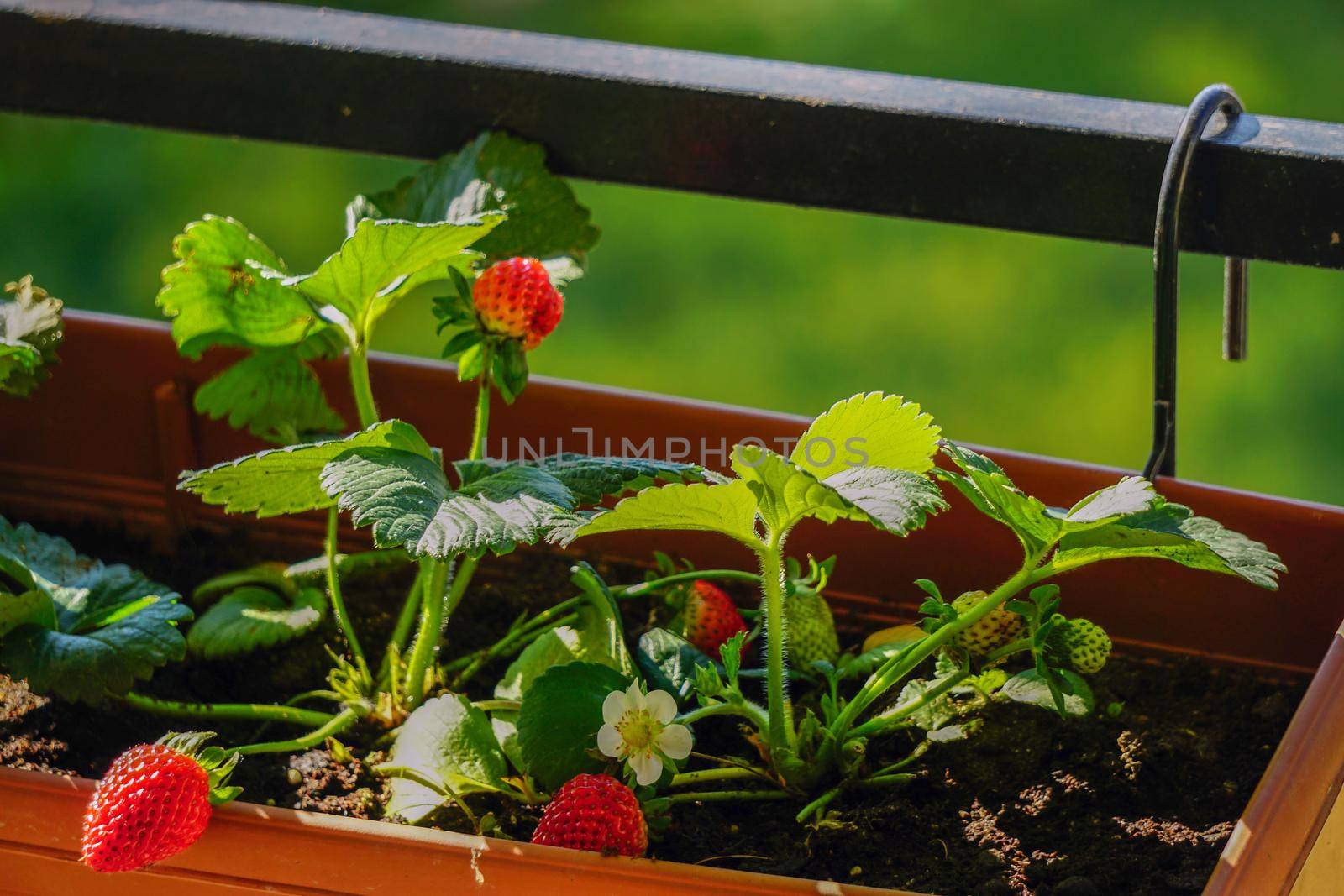 Uncultivated home bred fresh strawberries in the pot on the branches close up view in summer sun light