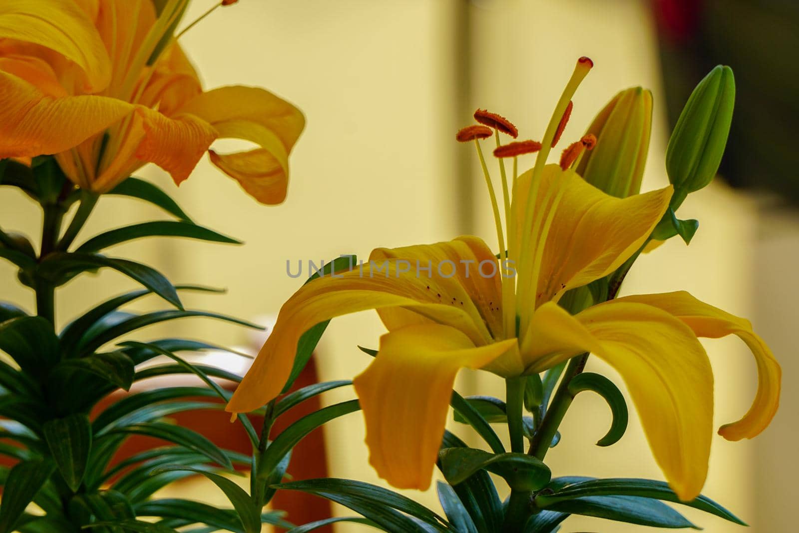 Yellow daylily close up view