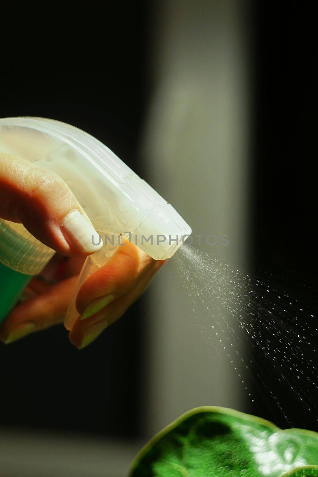 Woman spray water on plant close up view