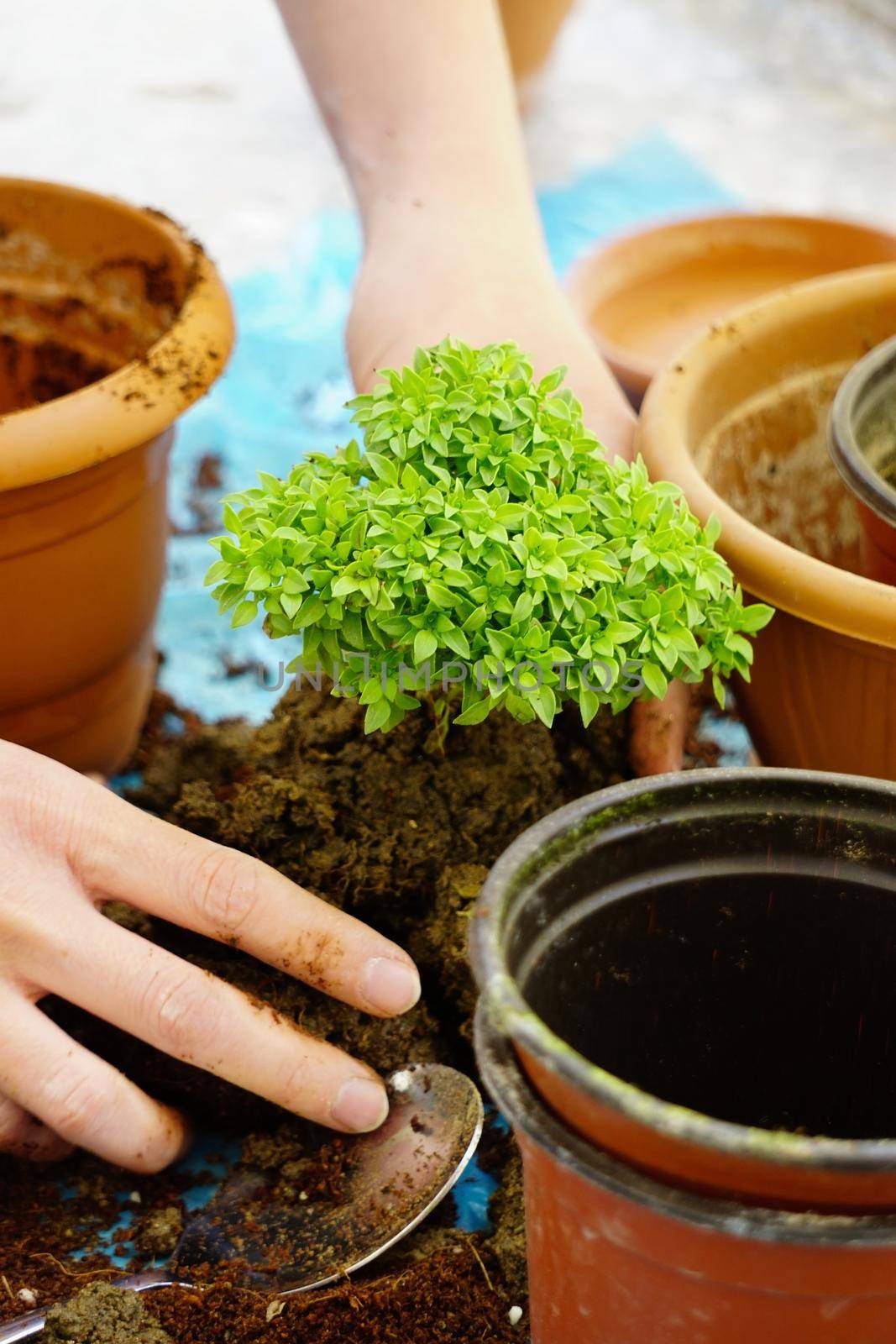Potting in the spring basil planting flower close up view
