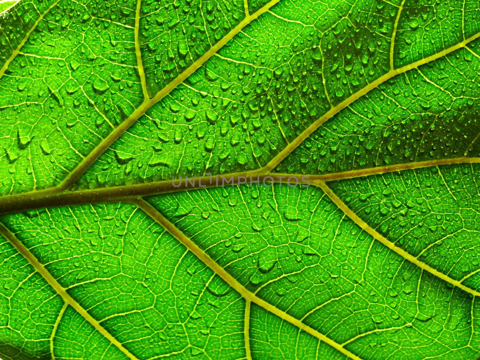 Seamless backlit leaf texture background with water droplets on it