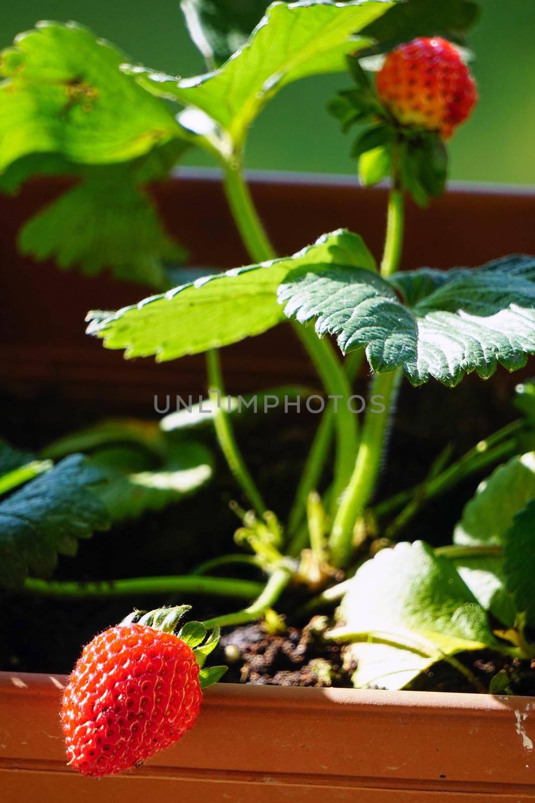 Uncultivated home bred fresh strawberries in the pot on the branches close up view in summer sun light
