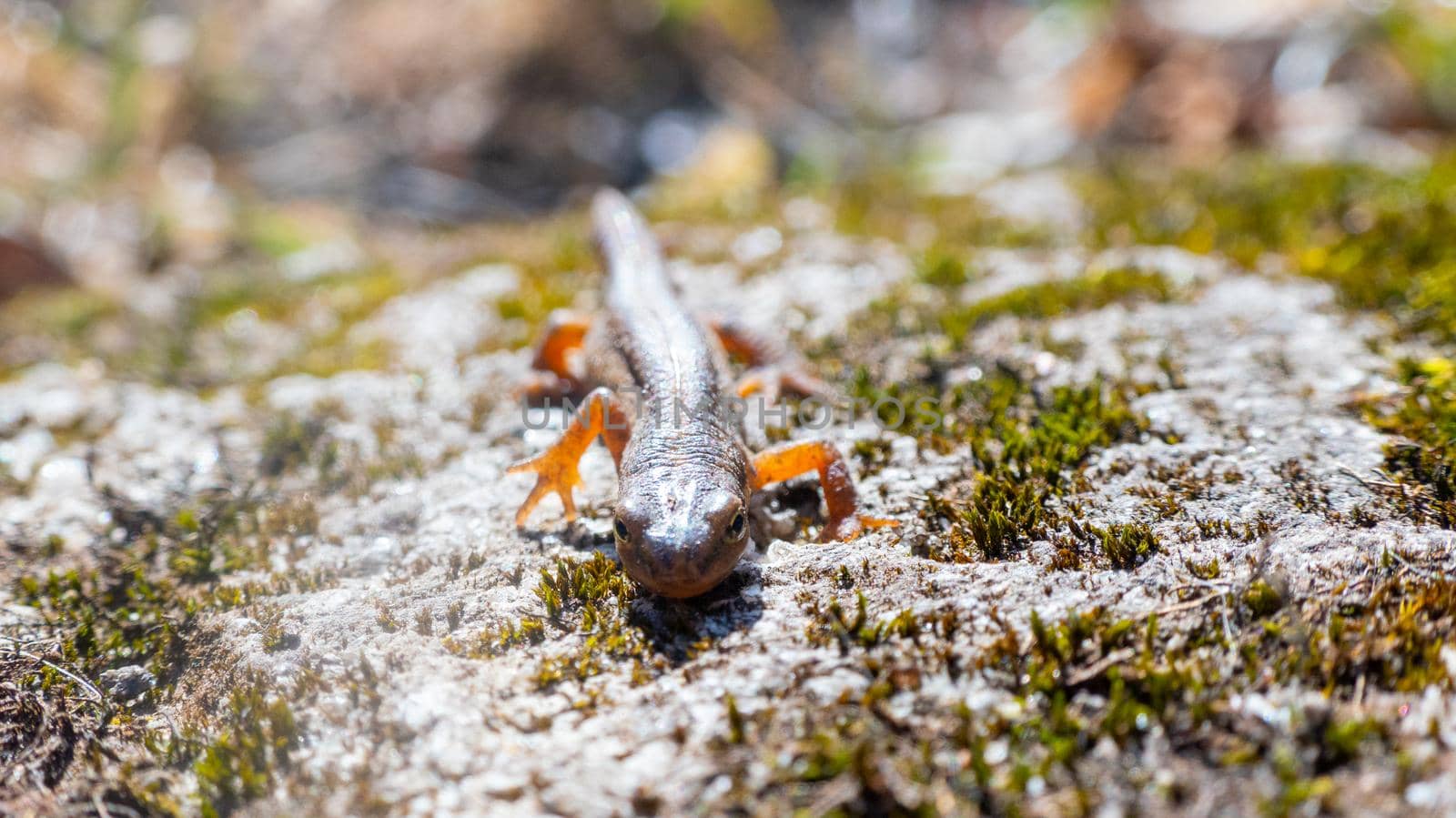 A beautiful brown lizard basks in the sun. Lies on a gray stone. High quality photo