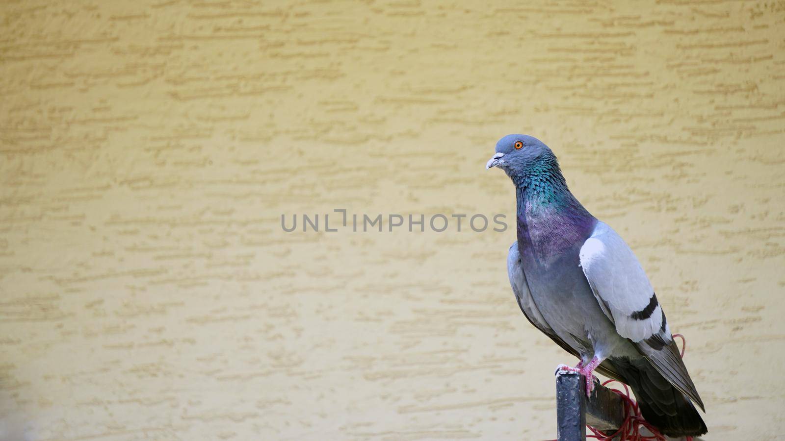 Pigeon sitting on the railing with copyspace on the side