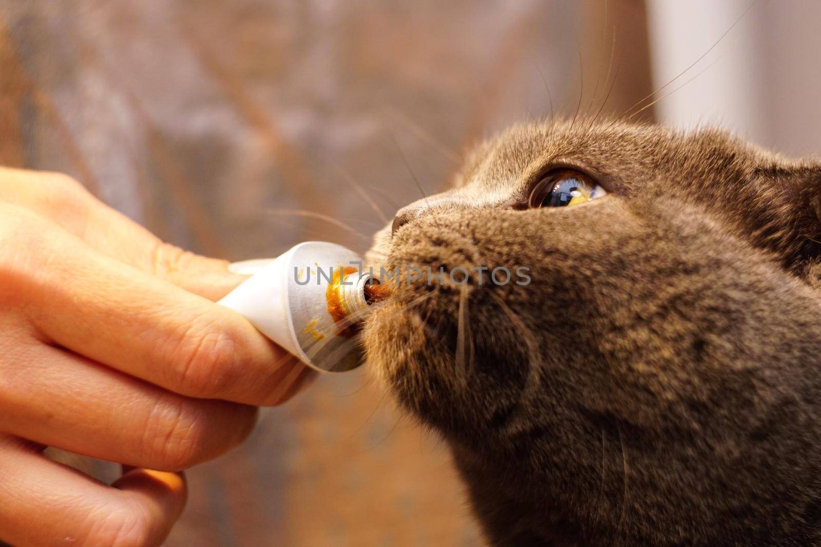 Cute scottish fold cat eating malt paste close up view