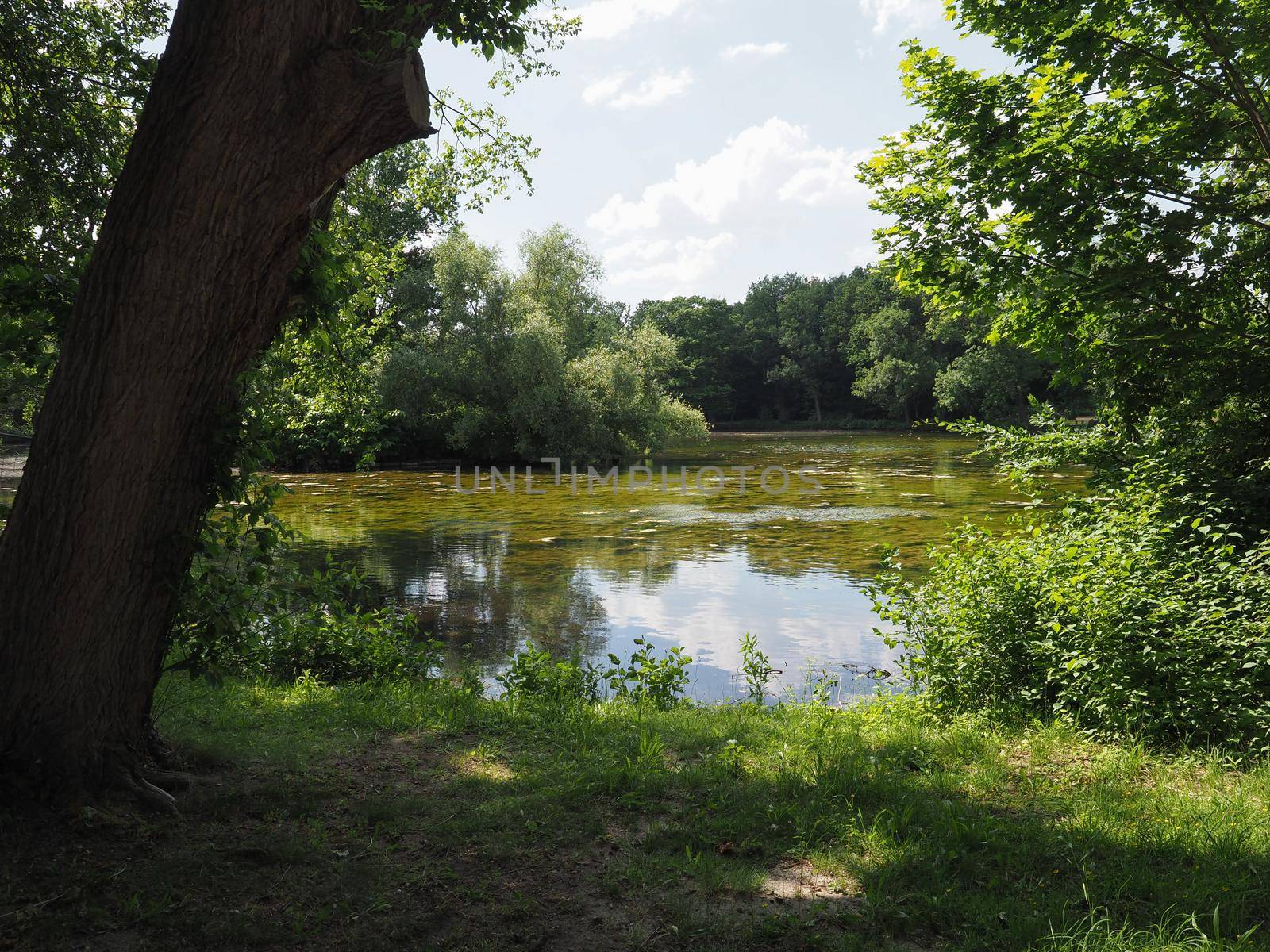 Mucilage and algae in a pond surrounded by greenery